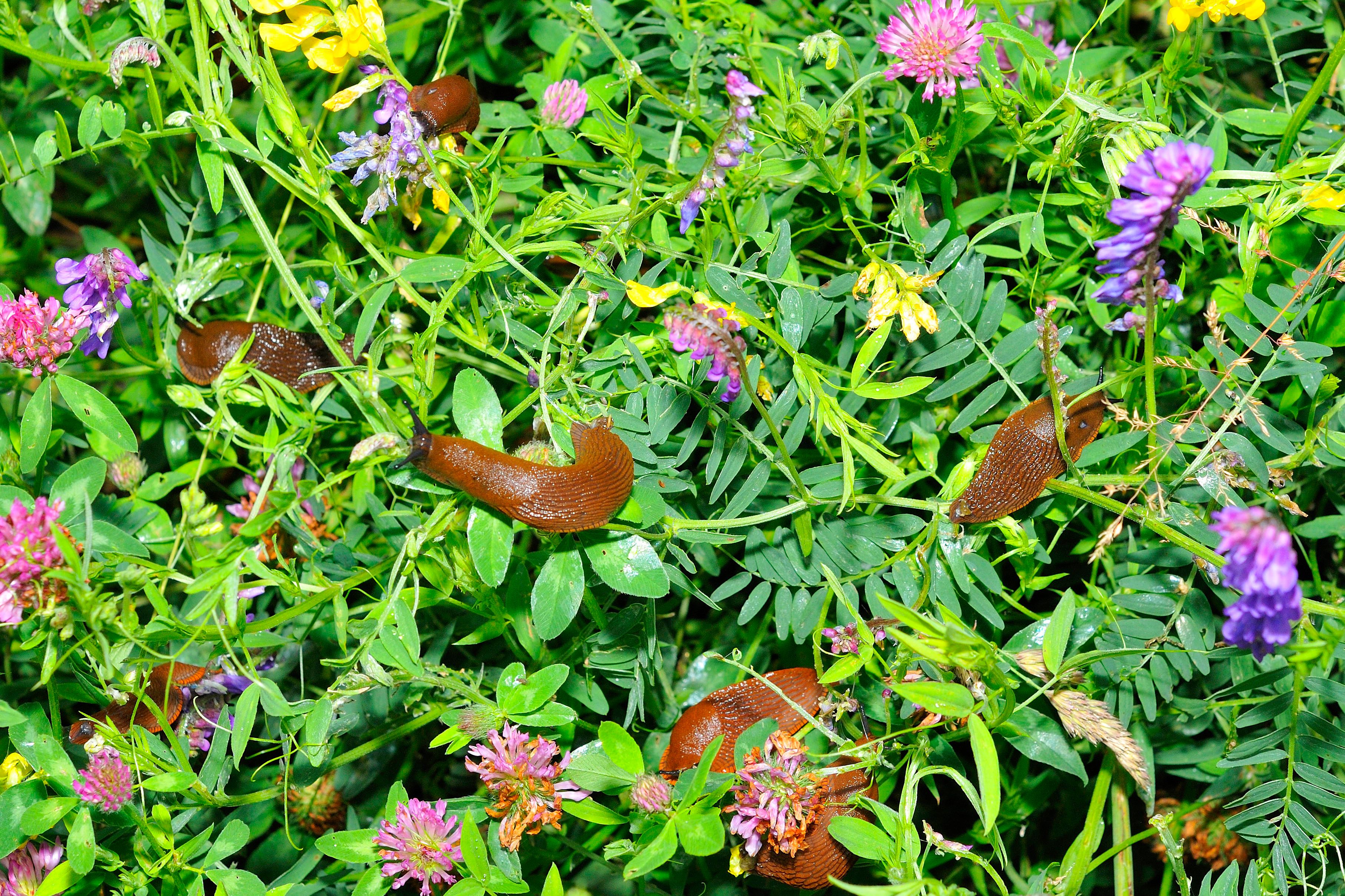 Image - Schleimiger Feind im Beet: Darf man Spanische Wegschnecken zerschneiden?