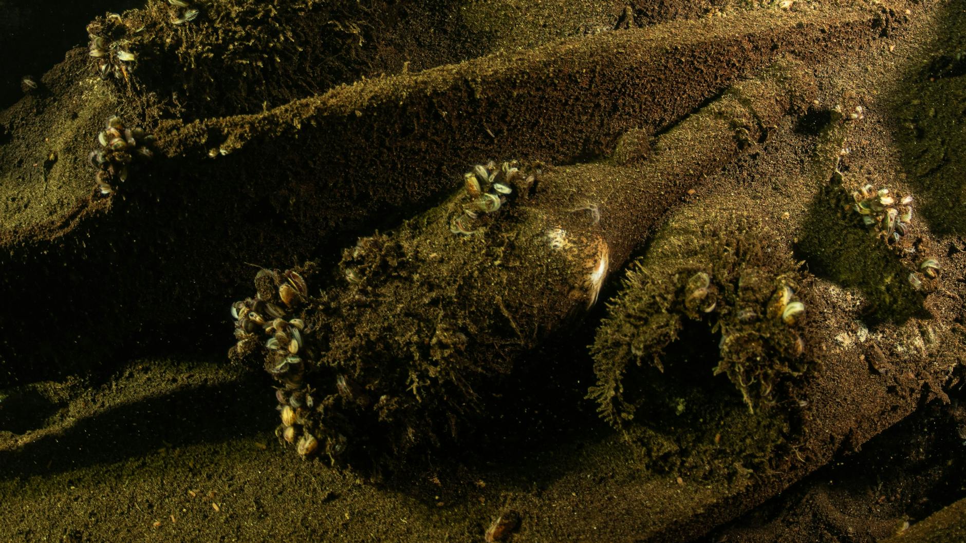 Auf diesem vom Fotografen zur Verfügung gestellten Bild sind an einem entdeckten Wrack in der Ostsee Flaschen zu sehen.