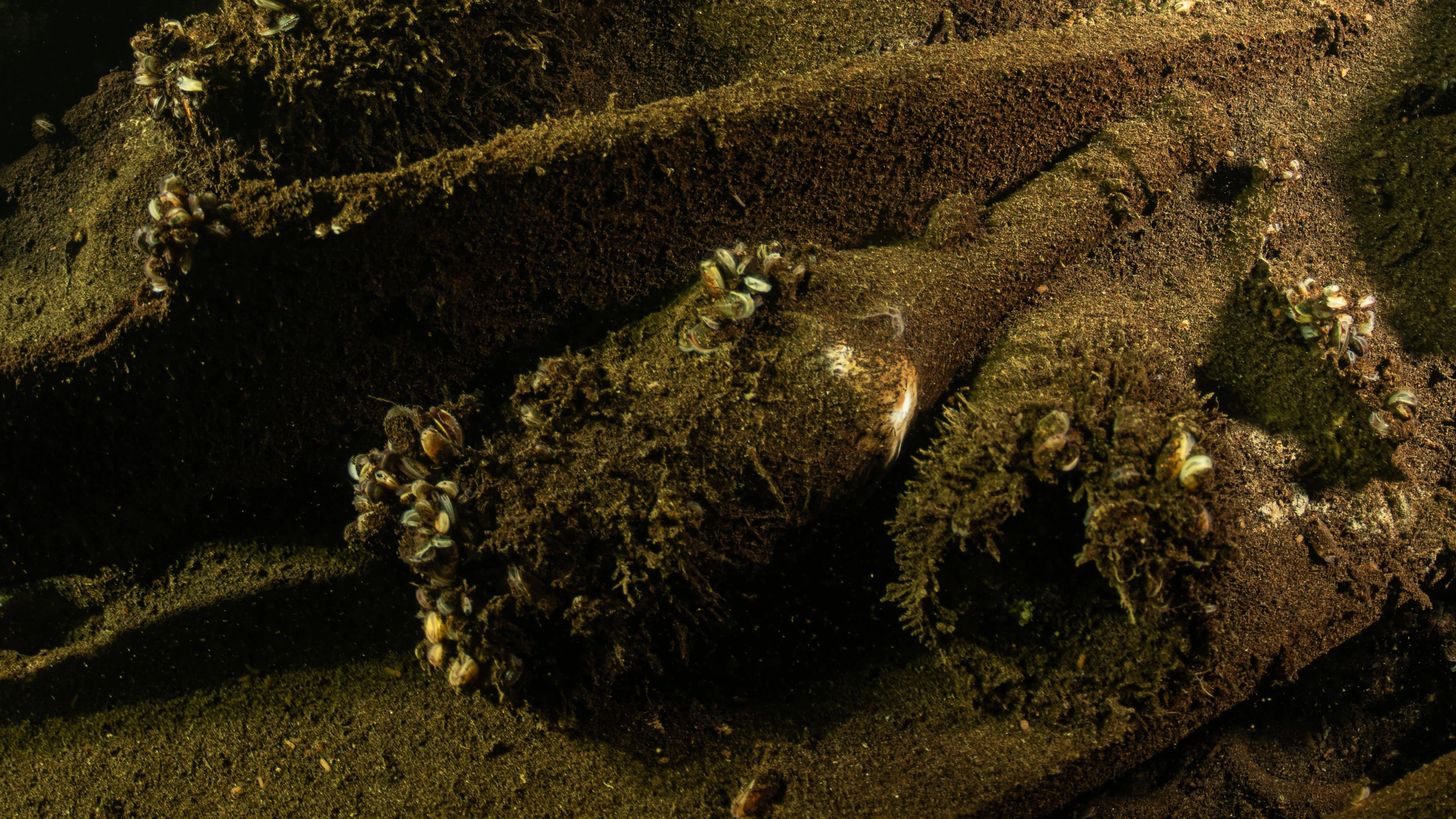 Auf diesem vom Fotografen zur Verfügung gestellten Bild sind an einem entdeckten Wrack in der Ostsee Flaschen zu sehen.