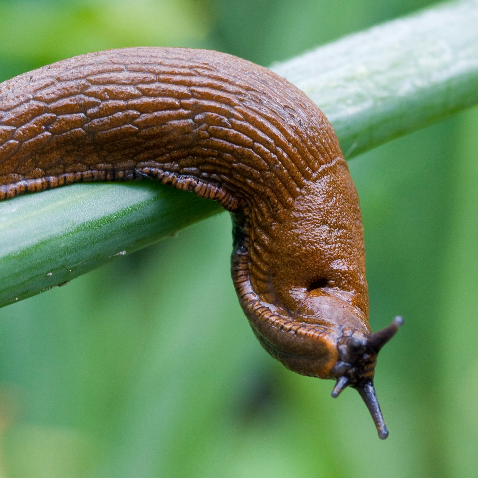 Die Spanische Wegschnecke ist ein Feind jedes Gärtners. Sie loszuwerden, ist nicht einfach. Doch darf man sie einfach zerschneiden?&nbsp;