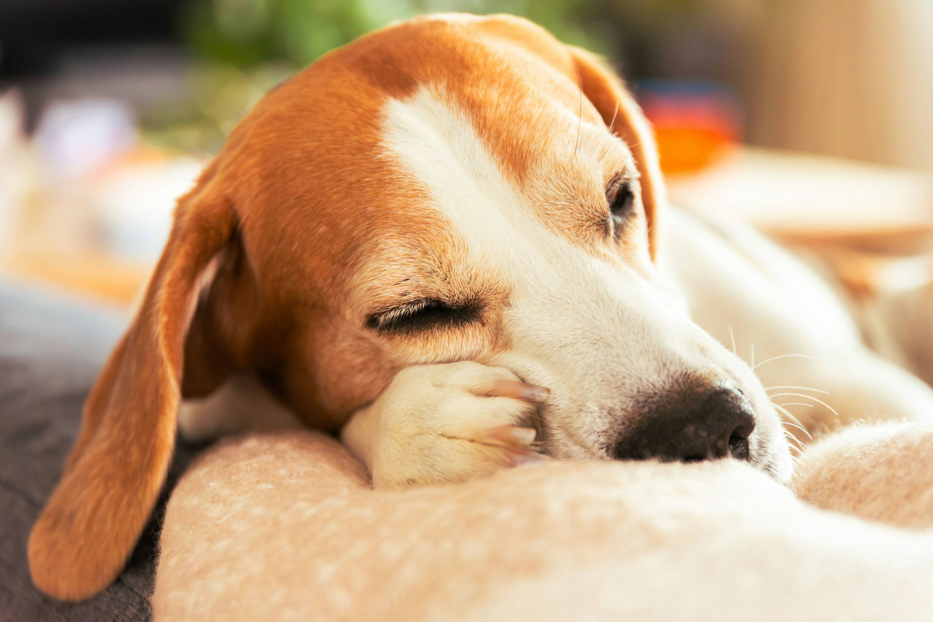 In der eigenen Ruheecke kann Ihr Hund Kraft tanken.
