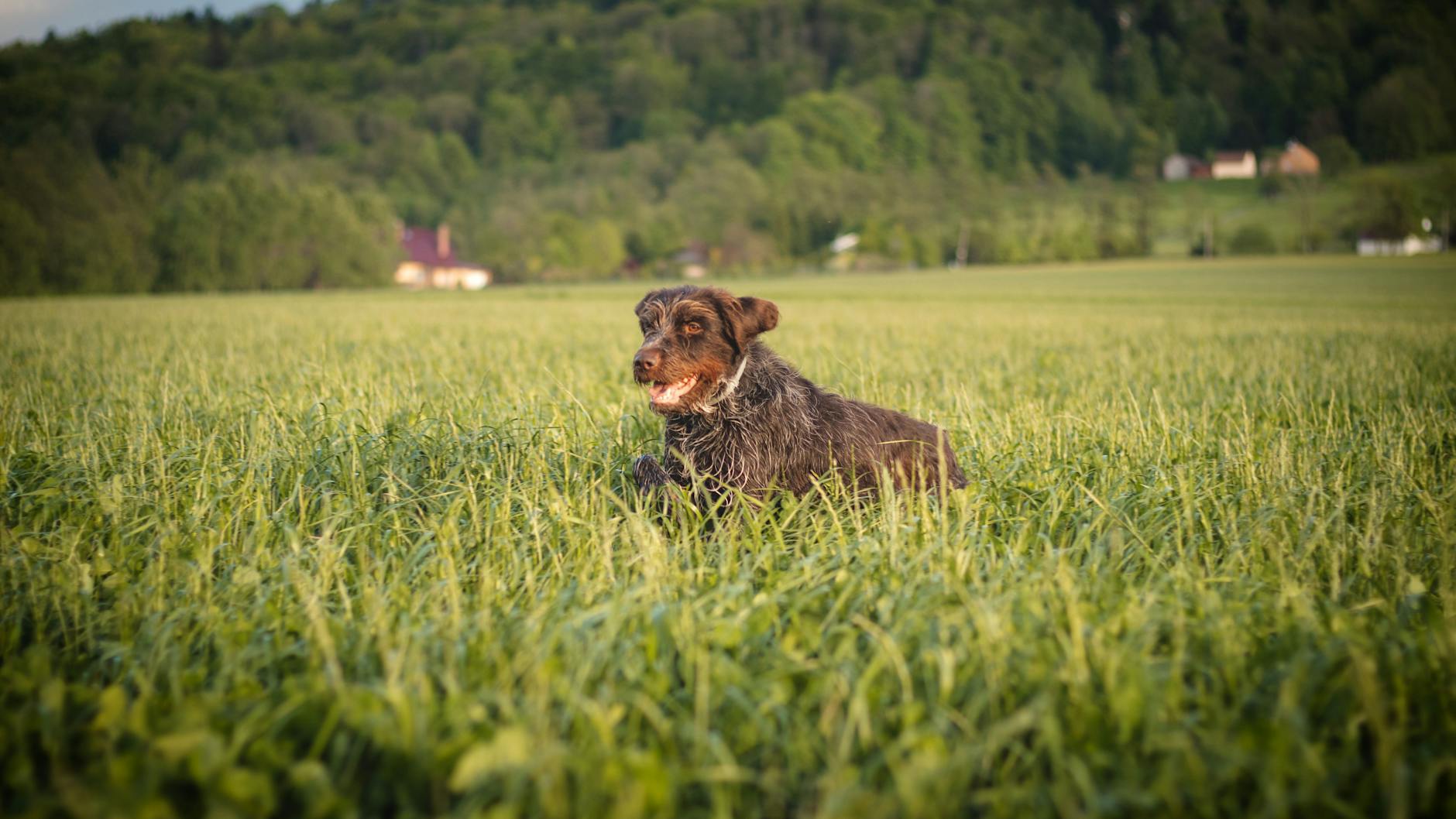 Wenn Hunde sich in der Natur so richtig auspowern dürfen, kommen sie entspannt nach Hause.