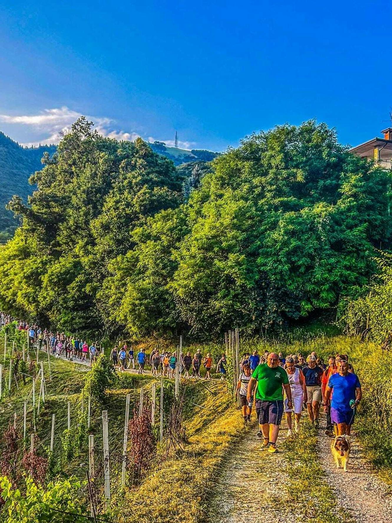 Die Weinberge von Valdobiaddene laden zum Wandern ein.