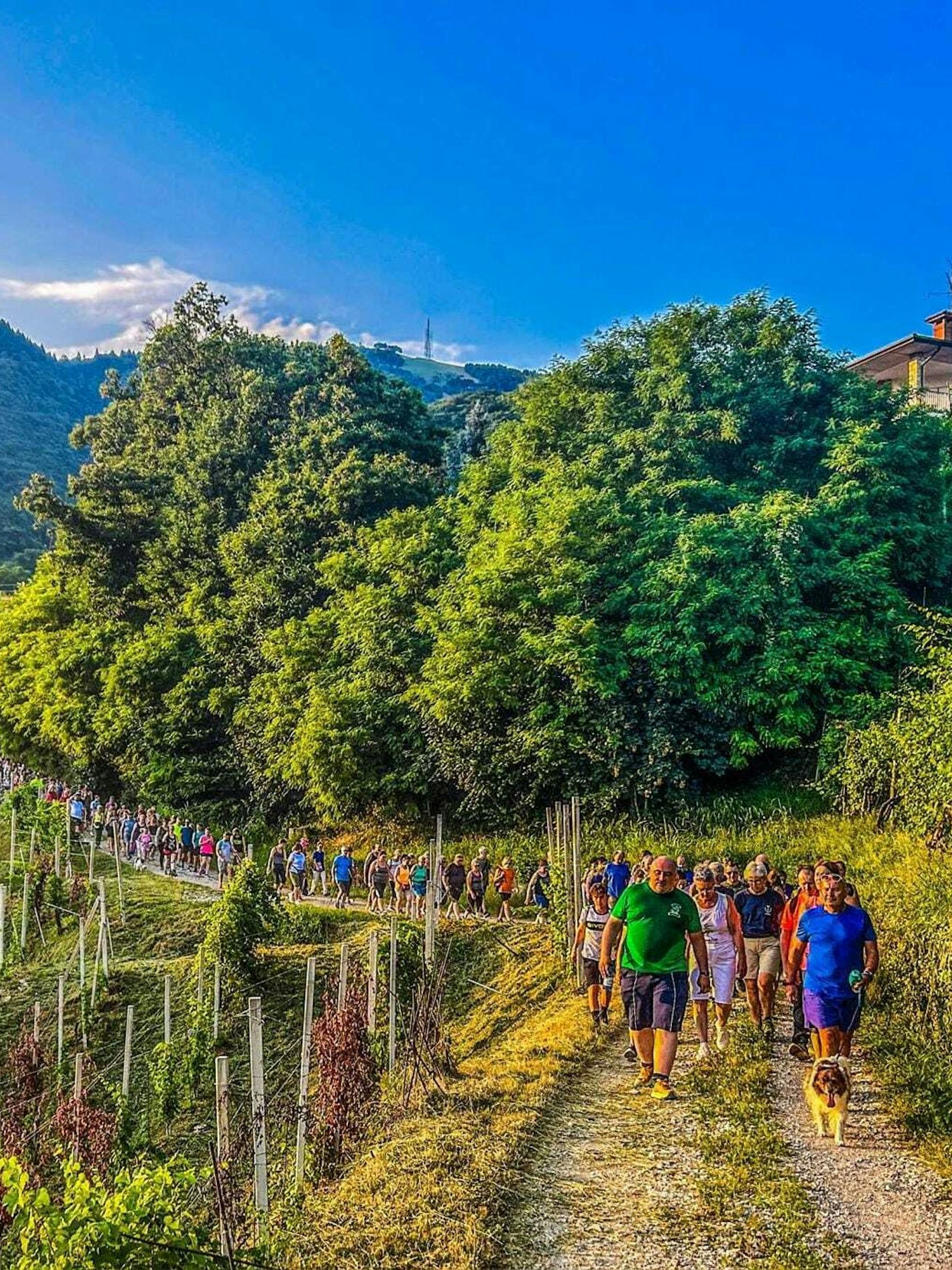 Die Weinberge von Valdobiaddene laden zum Wandern ein.