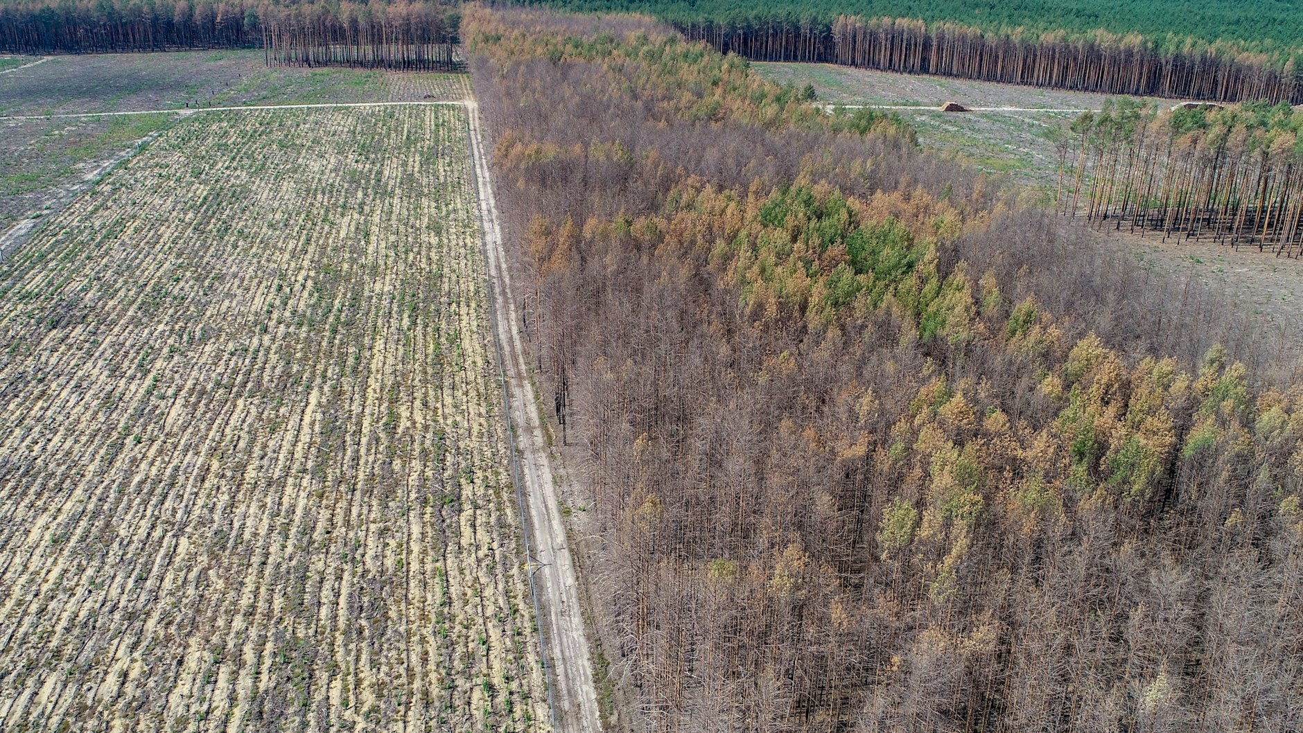 Blick auf einen teilweise verbrannten und abgestorbenen Kiefernwald.