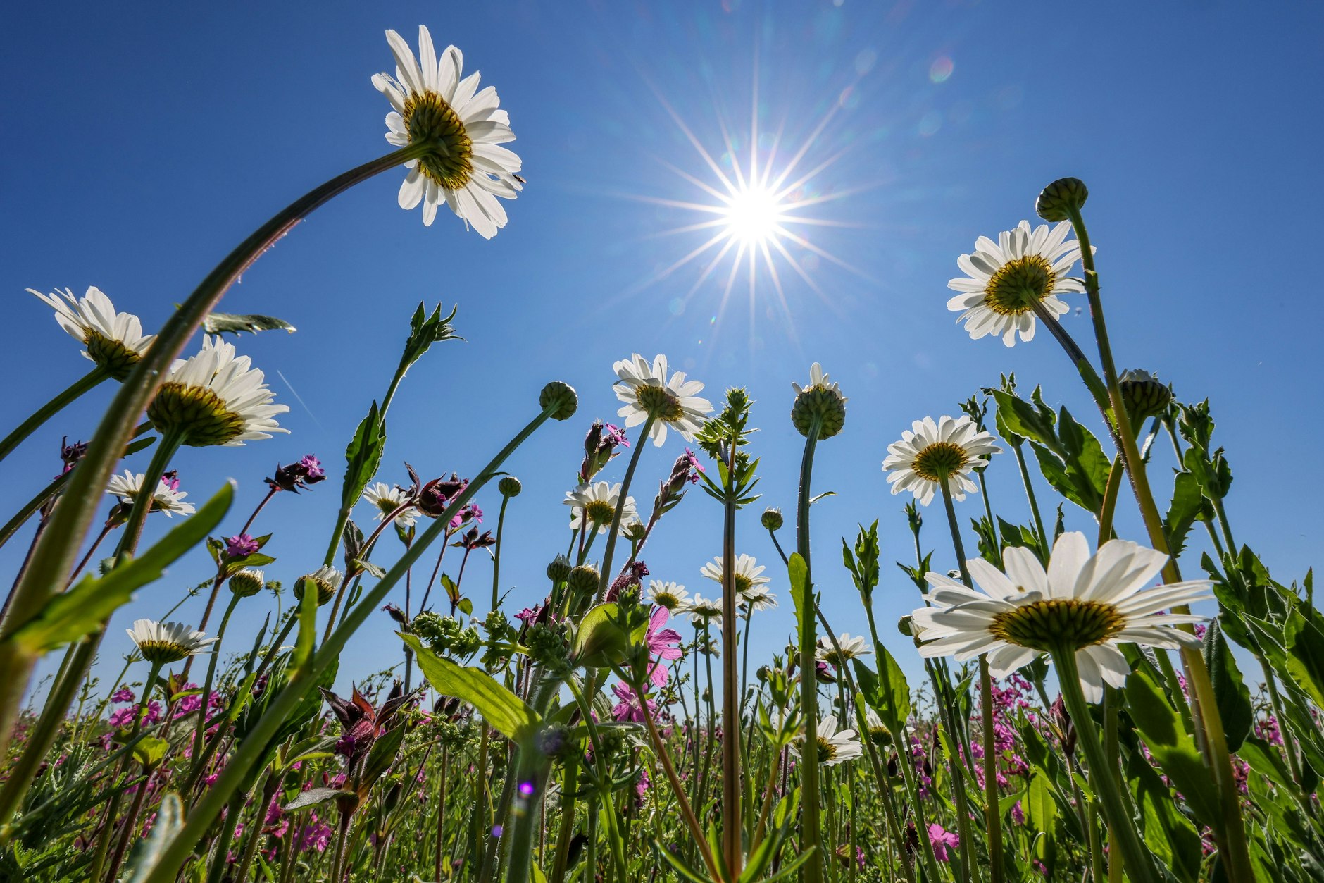 In dieser Woche wird uns die Sommersonne verwöhnen. Aber ganz ohne Donnergrollen wird es wohl nicht gehen, sagen die Wetterfrösche.