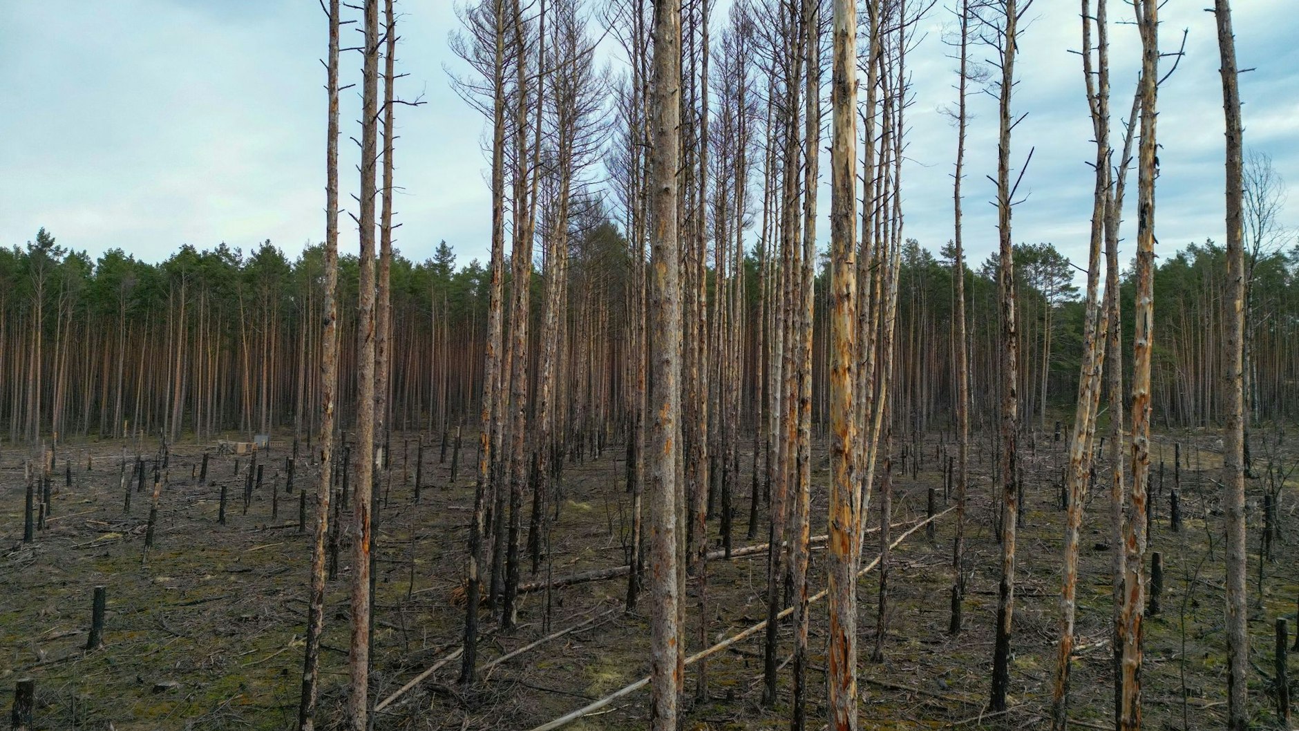 Blick über eine Waldbrandfläche aus dem Jahr 2022 nahe Beelitz: Durch die Trockenheit drohen auch mehr Waldbrände. 