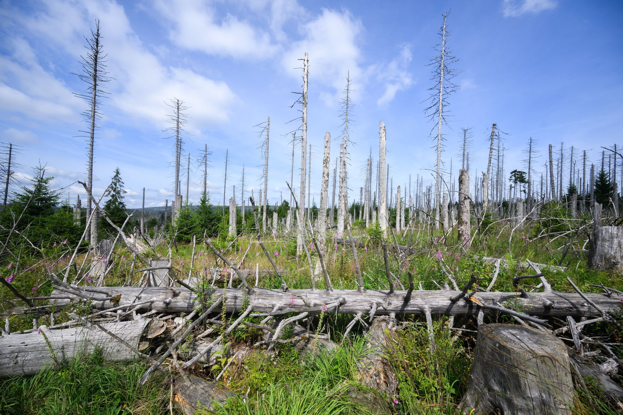 Image - Experten warnen vor Waldsterben: Verabschiedet euch von unserem Wald!