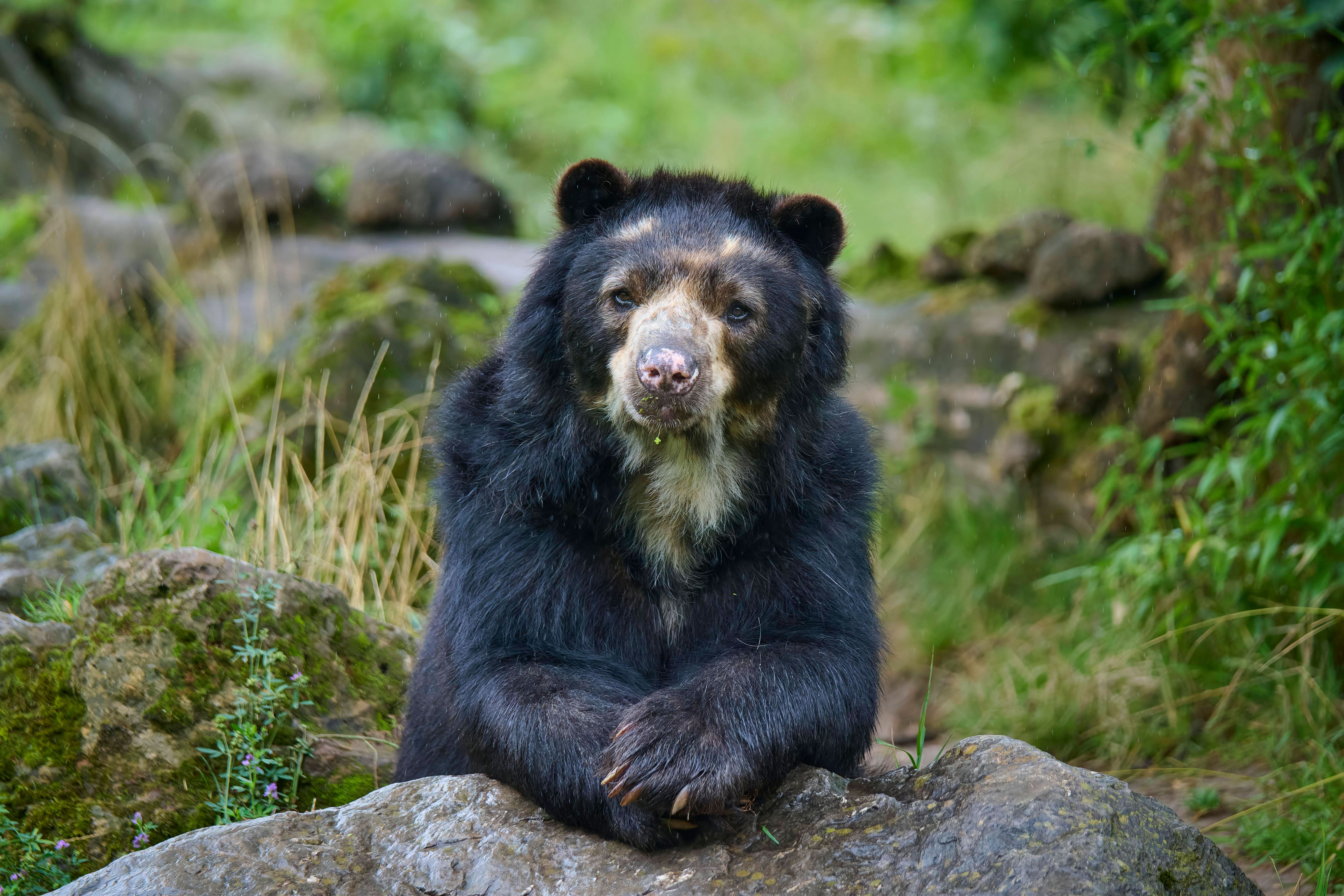 Wie die Stasi in der DDR den Westen mit Brillenbären übertrumpfen wollte