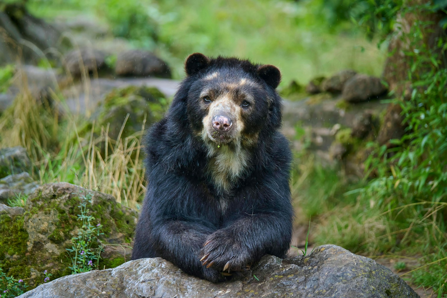 Im Tierpark in Berlin-Friedrichsfelde gab es zu DDR-Zeiten auch Brillenbären – besorgt von der Stasi.