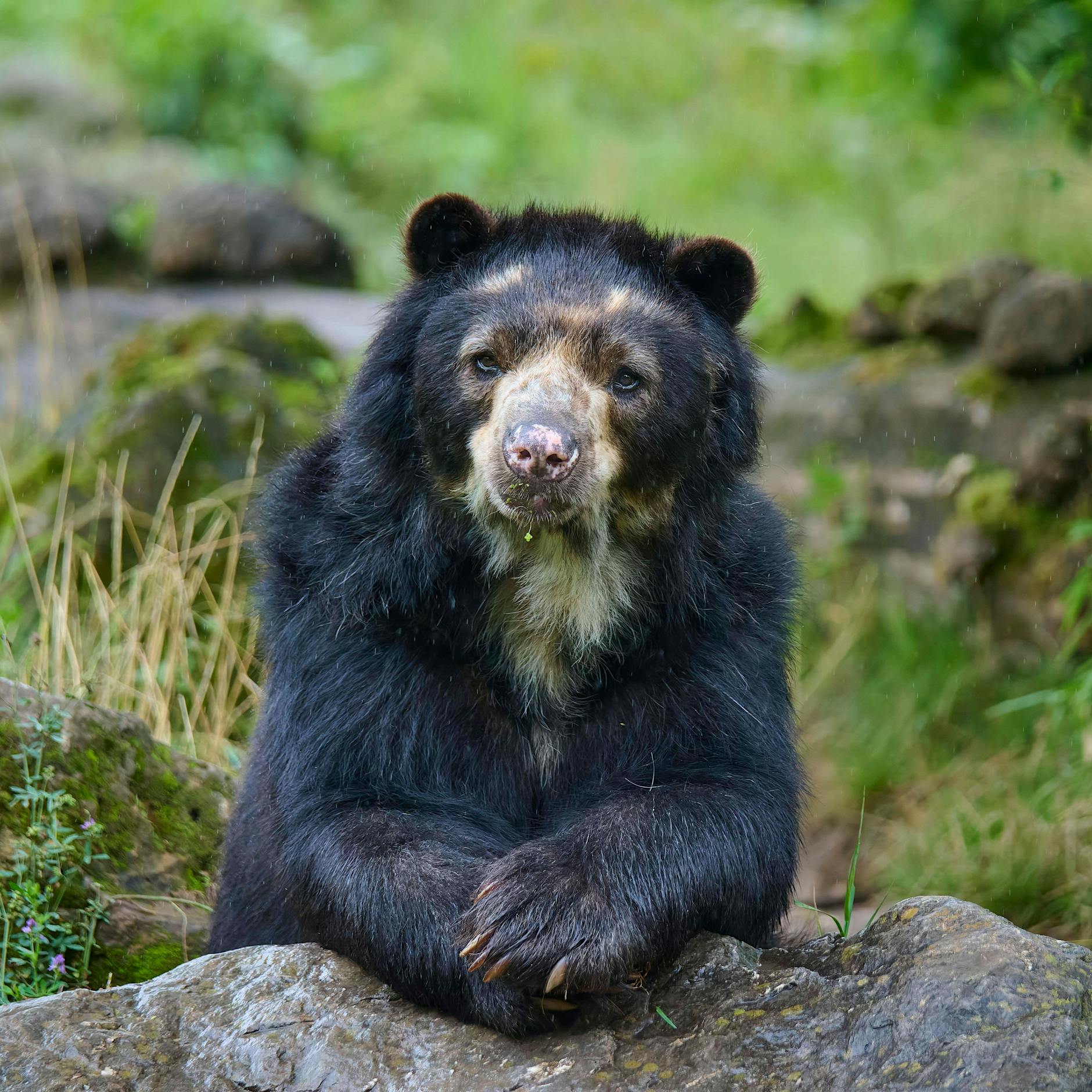 Wie die Stasi in der DDR den Westen mit Brillenbären übertrumpfen wollte