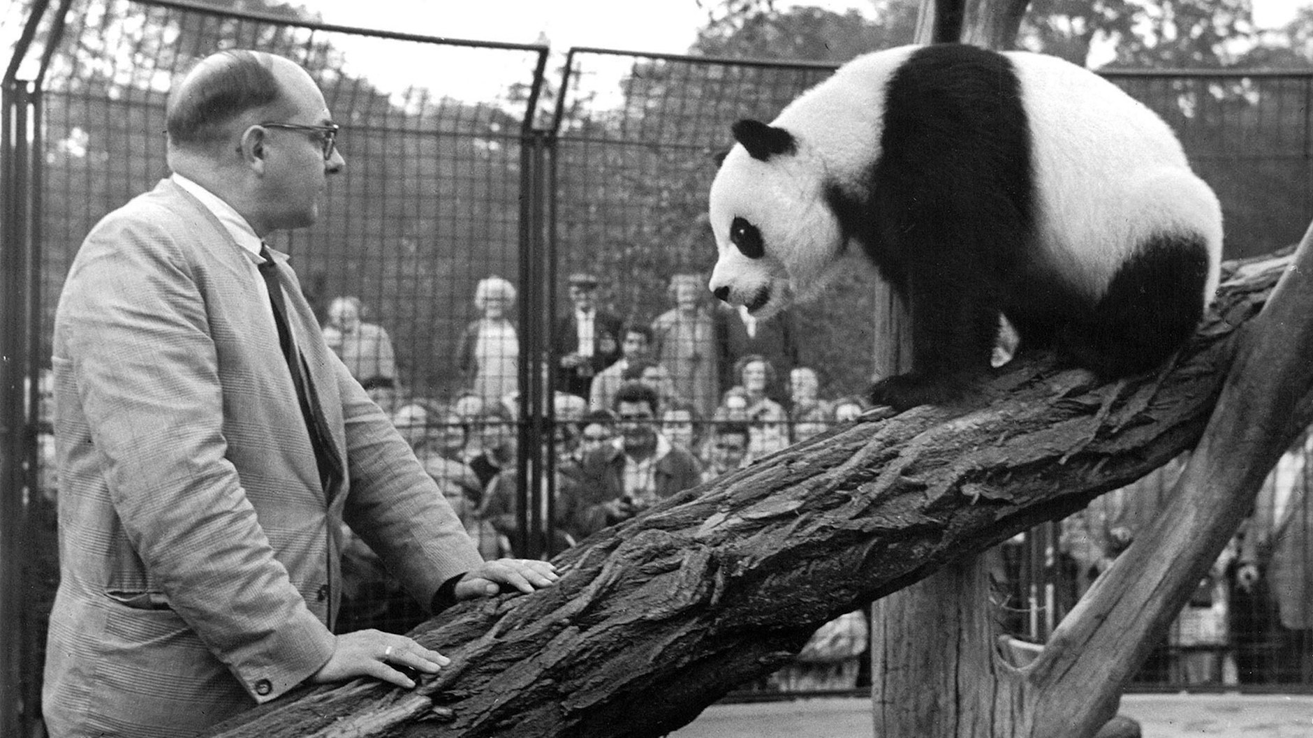 1958 eine Sensation: Tierparkdirektor Heinrich Dathe mit der Pandabärin Chi Chi im Tierpark. 