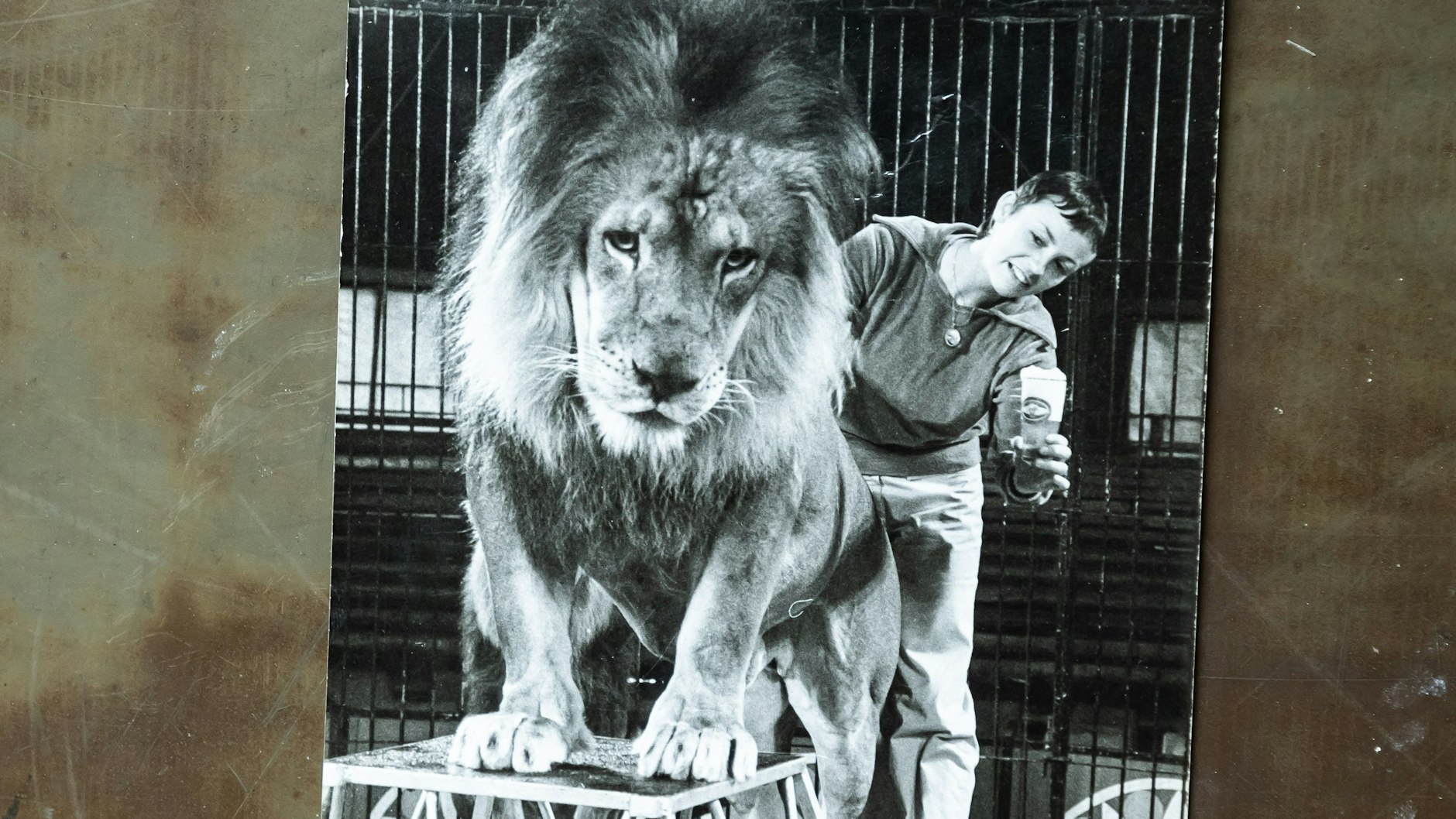 Keine Angst vor großen Tieren: Die damalige BZA-Fotografin beim Zirkus-Frühschoppen mit einem Löwen. Das Bild nahm ihr Kollege&nbsp;Günter Krawutschke auf.