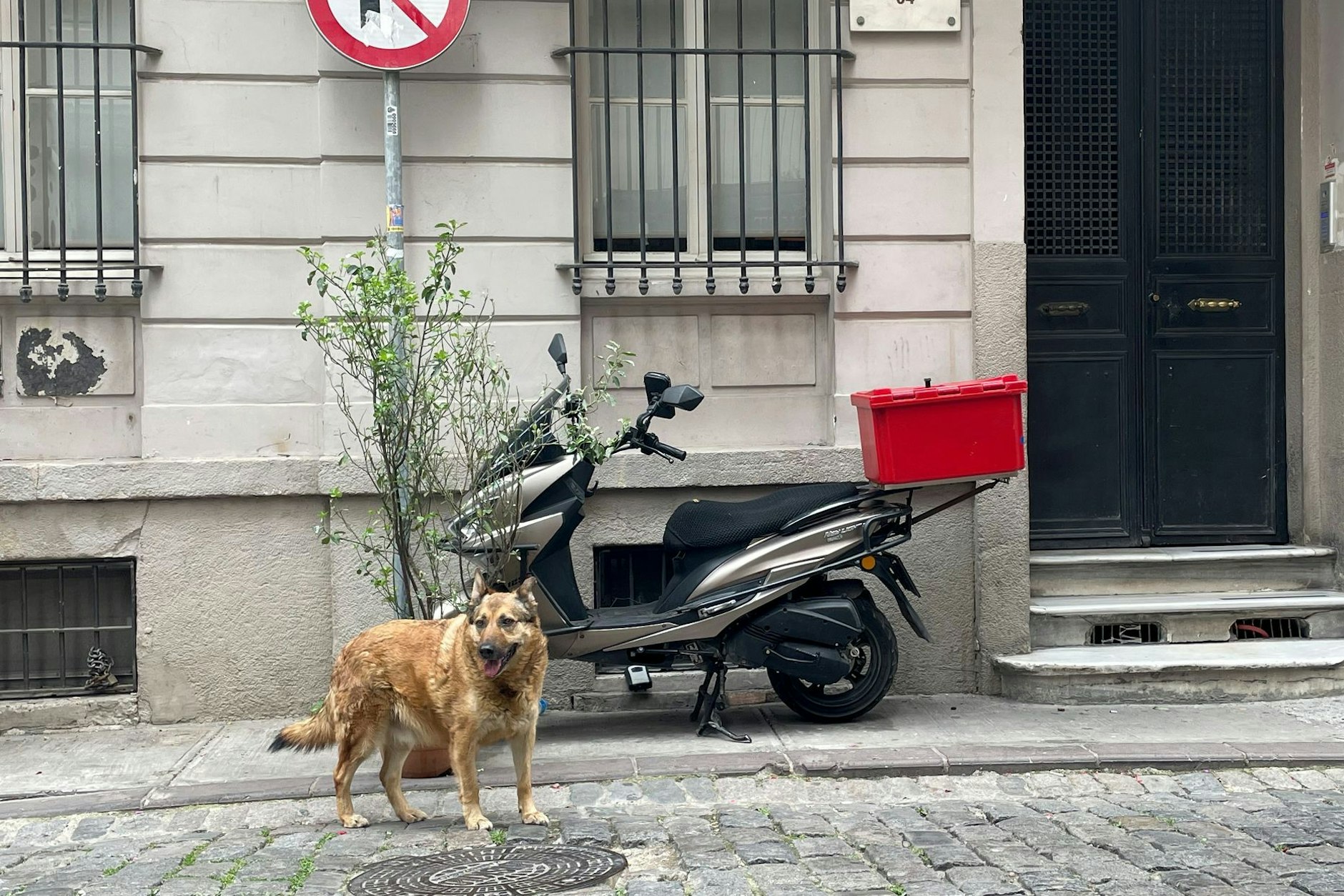 Straßenhunde wie dieser könnten in der Türkei in Lebensgefahr sein.
