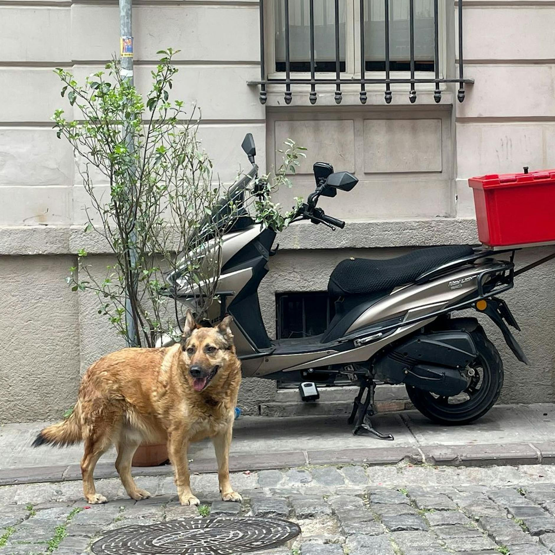 Neues Gesetz: Tötet die Türkei jetzt massenhaft Straßenhunde?
