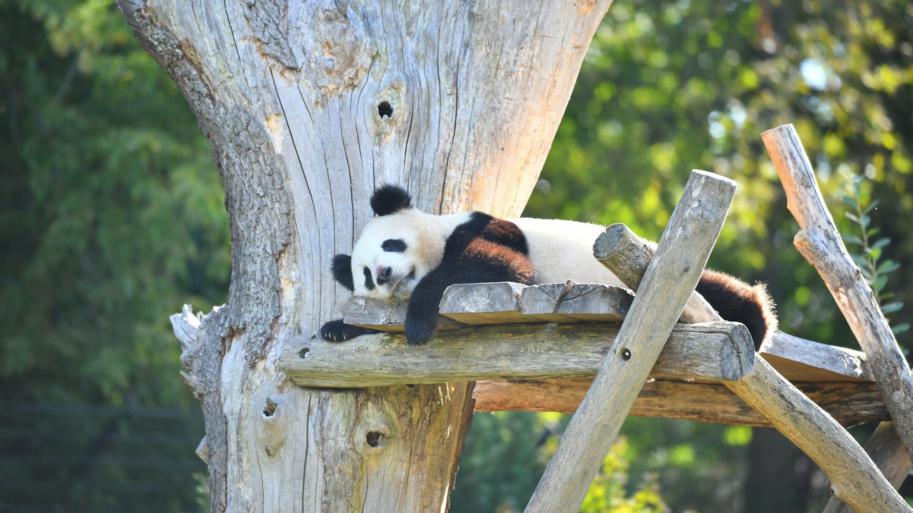 Panda-Dame Meng Meng hält ein Nickerchen. Momentan ist sie sehr träge und schläft viel. Ist sie etwa schwanger?