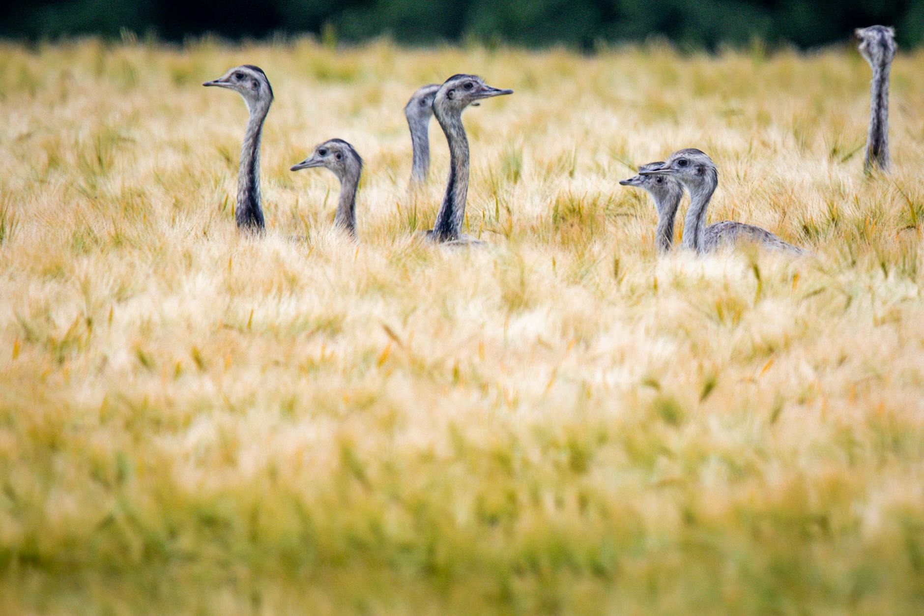 Wild lebende Nandus laufen in einem Mecklenburger Roggenfeld.