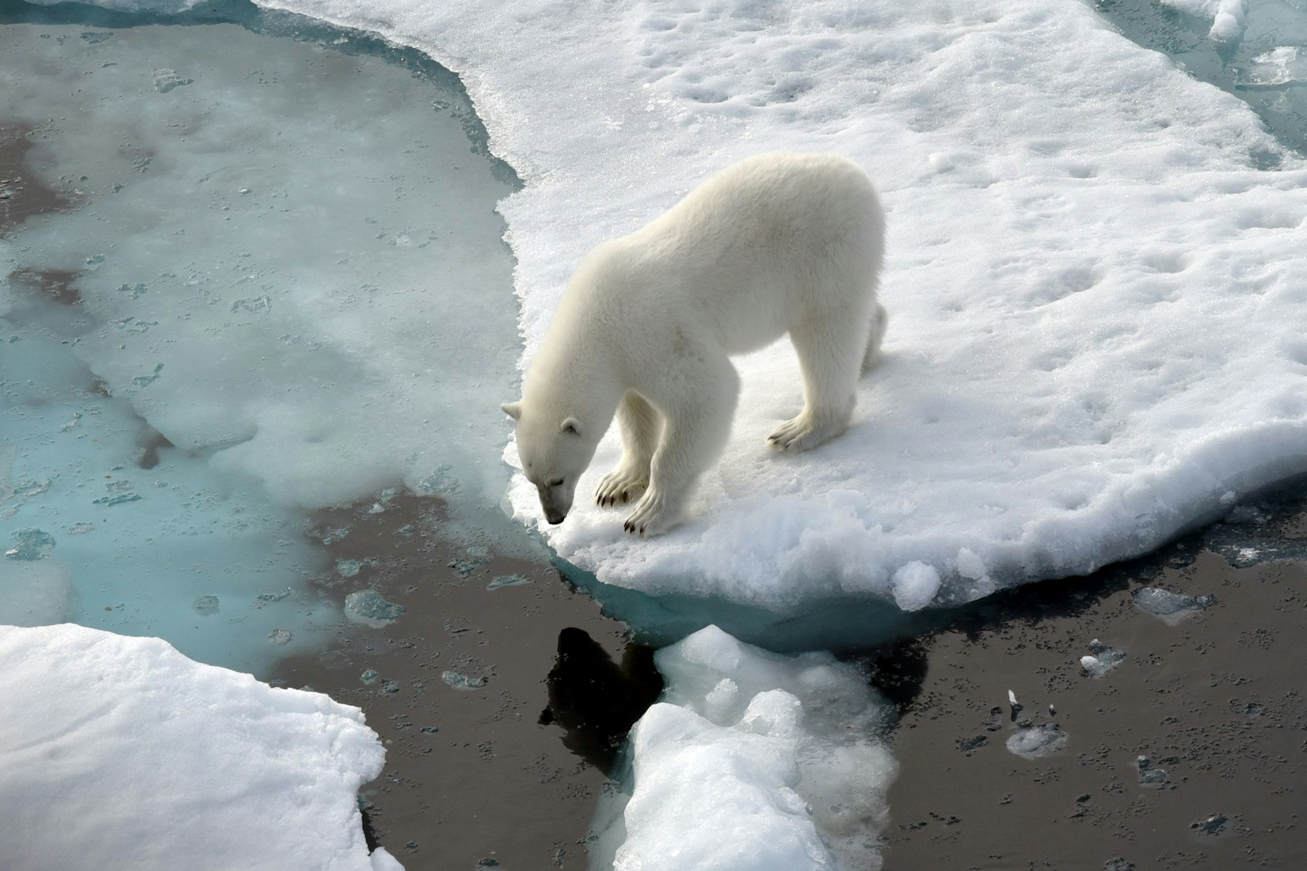 Begegnungen mit Eisbären in freier Wildbahn sind für Menschen selten angenehm. (Symbolbild)