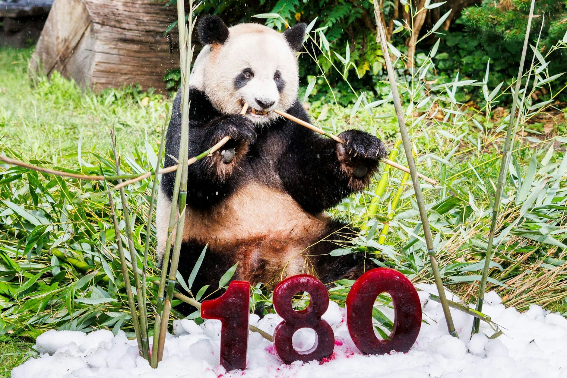 Panda Jiao Qing stimmt schon einmal auf den 180. Geburtstag des Berliner Zoos ein. Möglich, dass seine Gefährtin Meng Meng nachträglich für ein bärenstarkes Geschenk sorgt.&nbsp;
