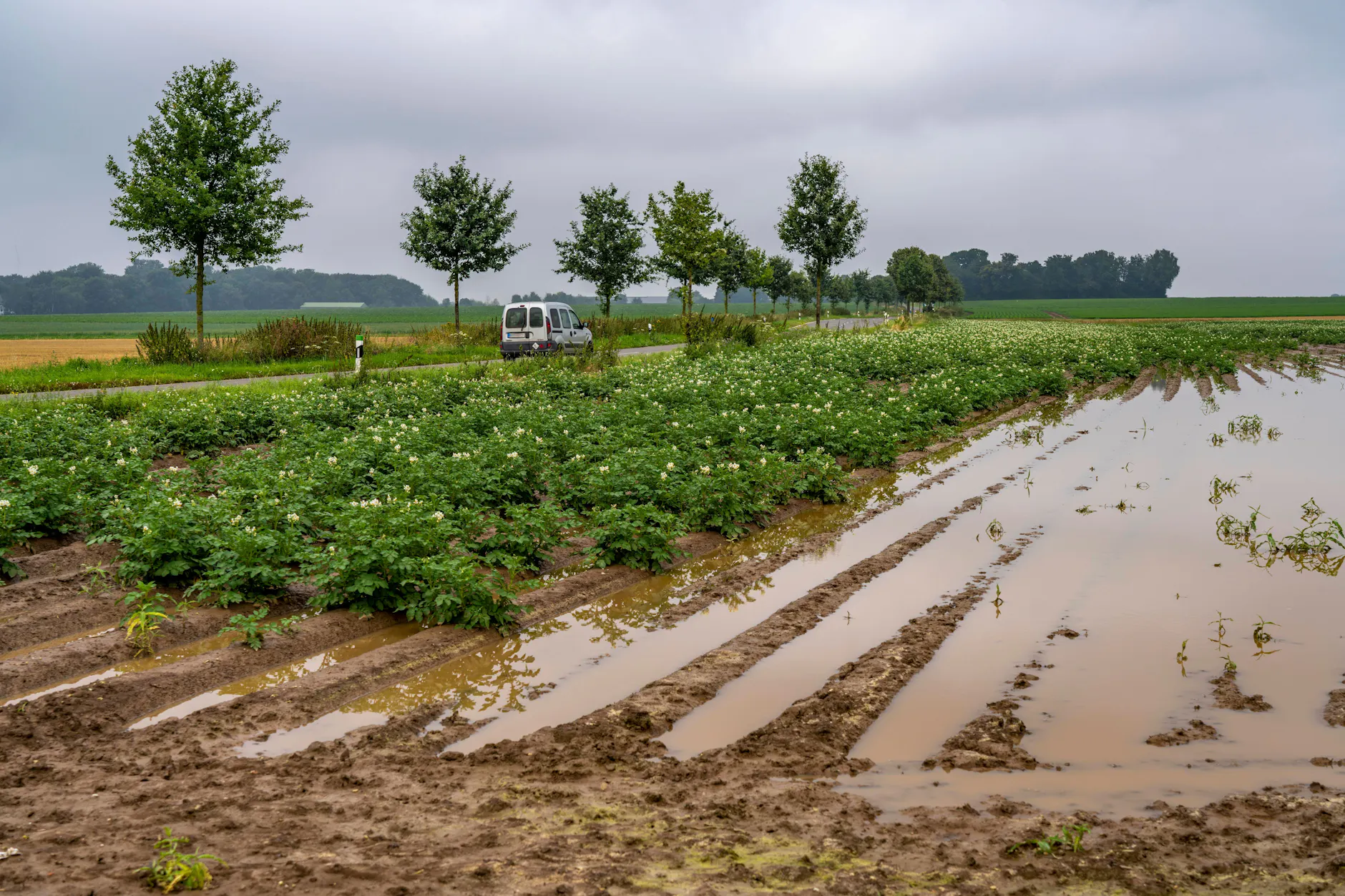 Kartoffelacker bei Bedburg, überschwemmt nach starken Regenfällen.