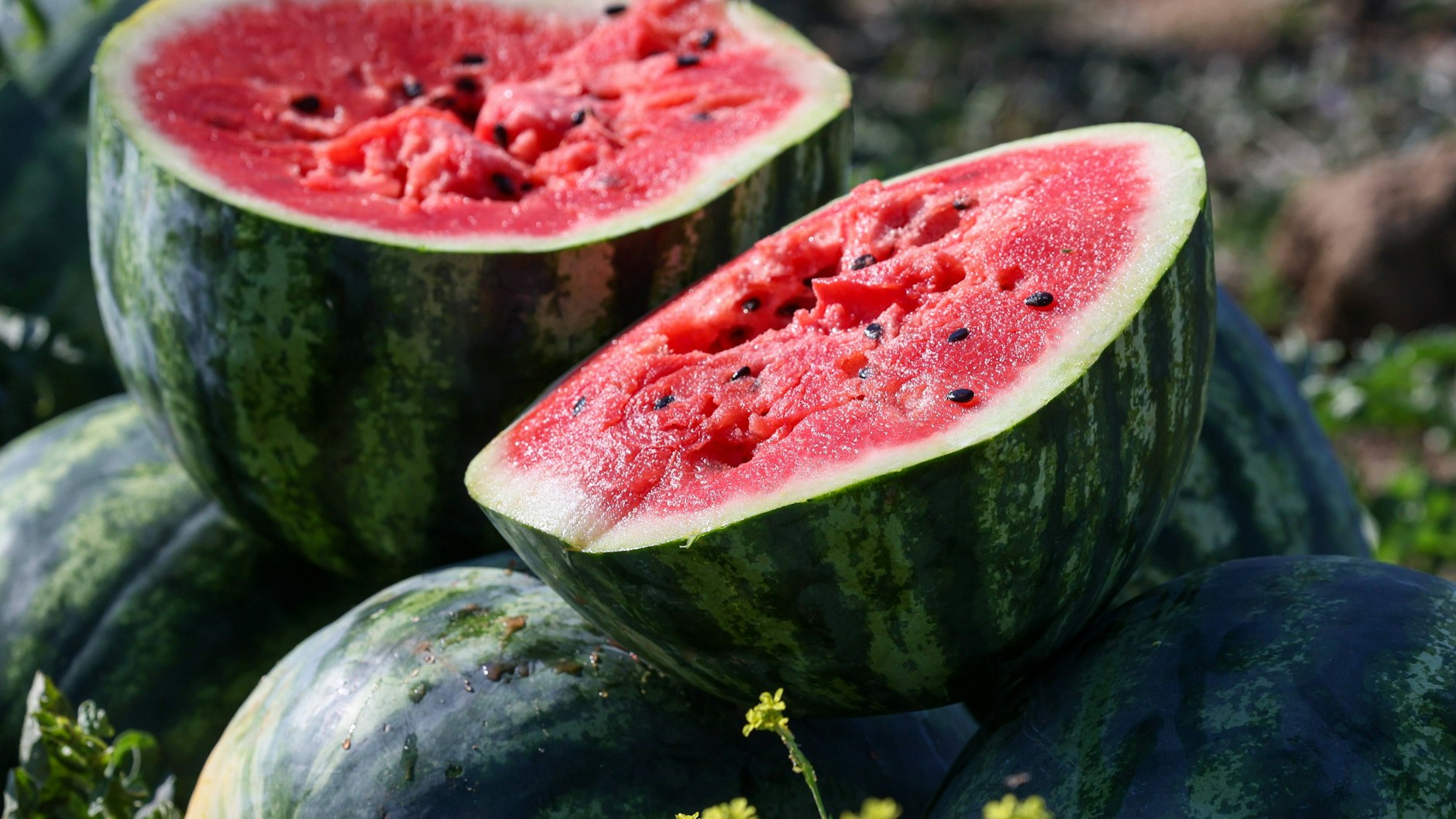 Wassermelone ist vor allem im Sommer eine leckere Erfrischung - doch das OBst birgt auch Gefahren.