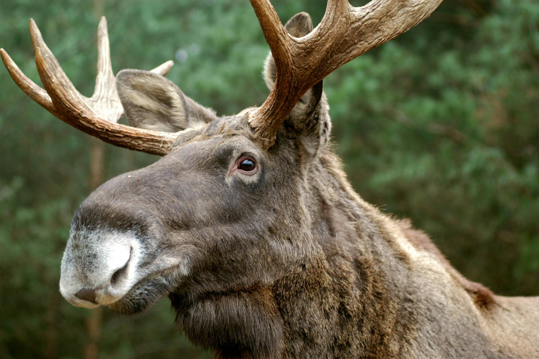 In brandenburgischen Wäldern stromert ein Elch umher. Kalle heißt der Bursche. (Symbolbild)