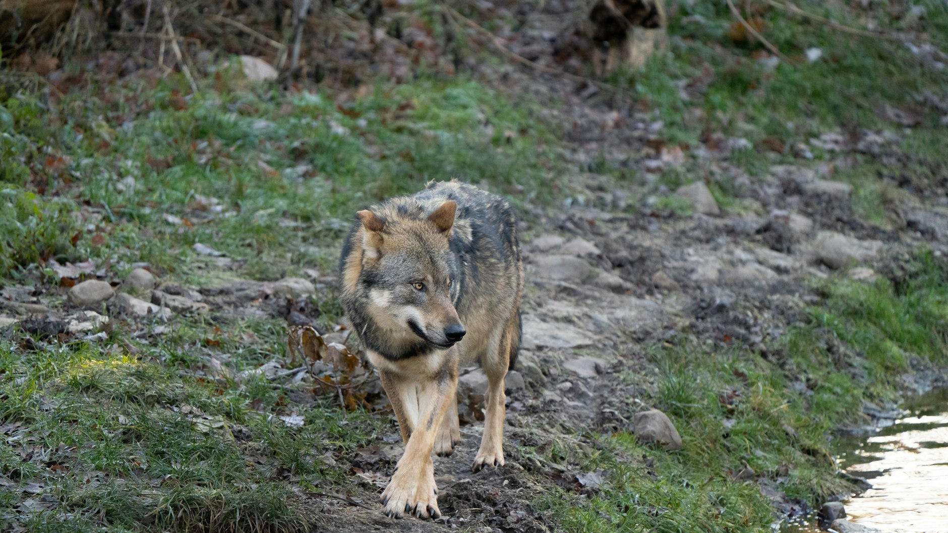 Die Behörden vermuten einen Wolf, der „atypisches und beunruhigendes Verhalten“ zeigt. 