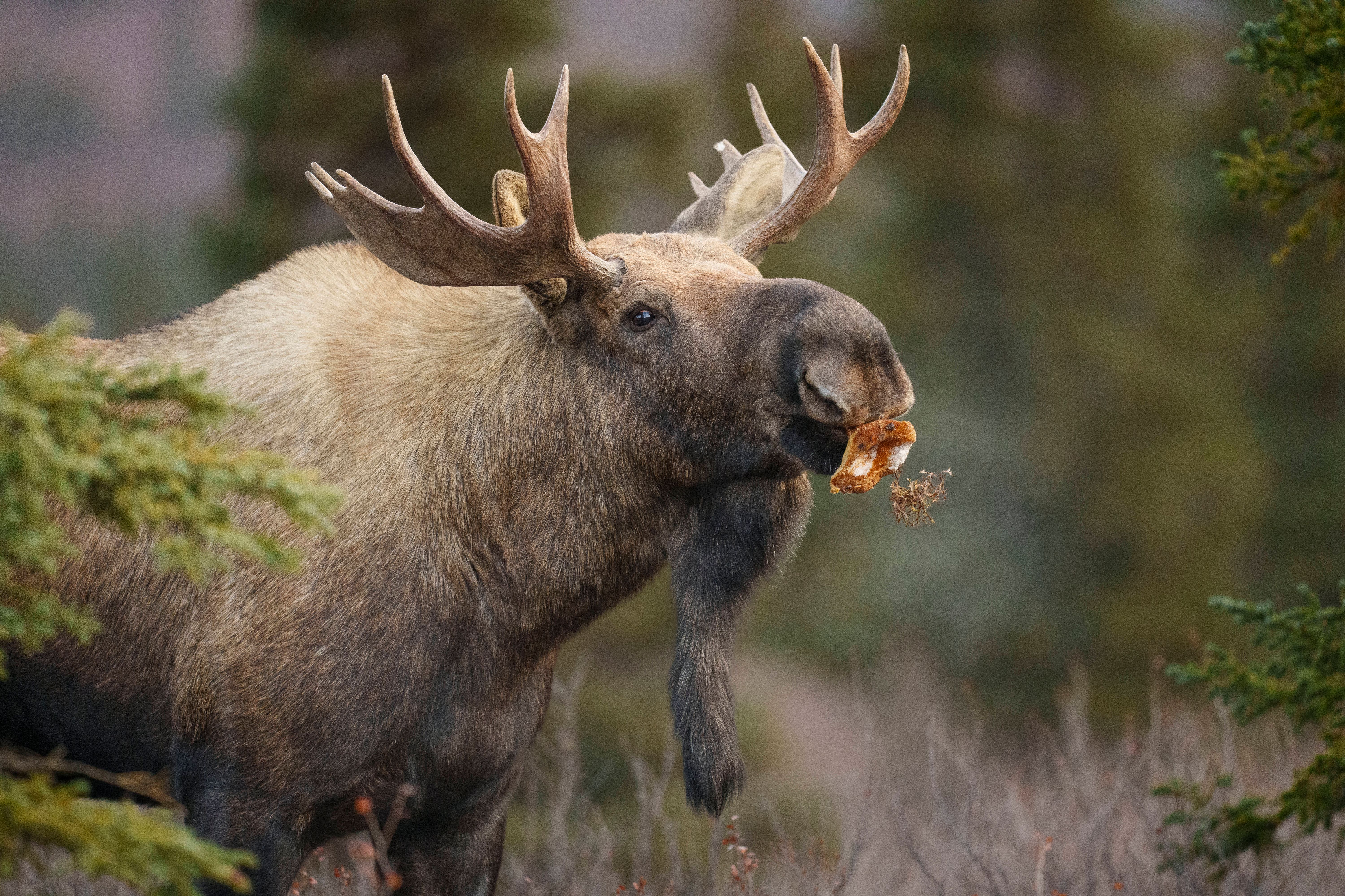 Image - Kalle, wo bist du? Brandenburg jagt ausgebüxten Elchbullen
