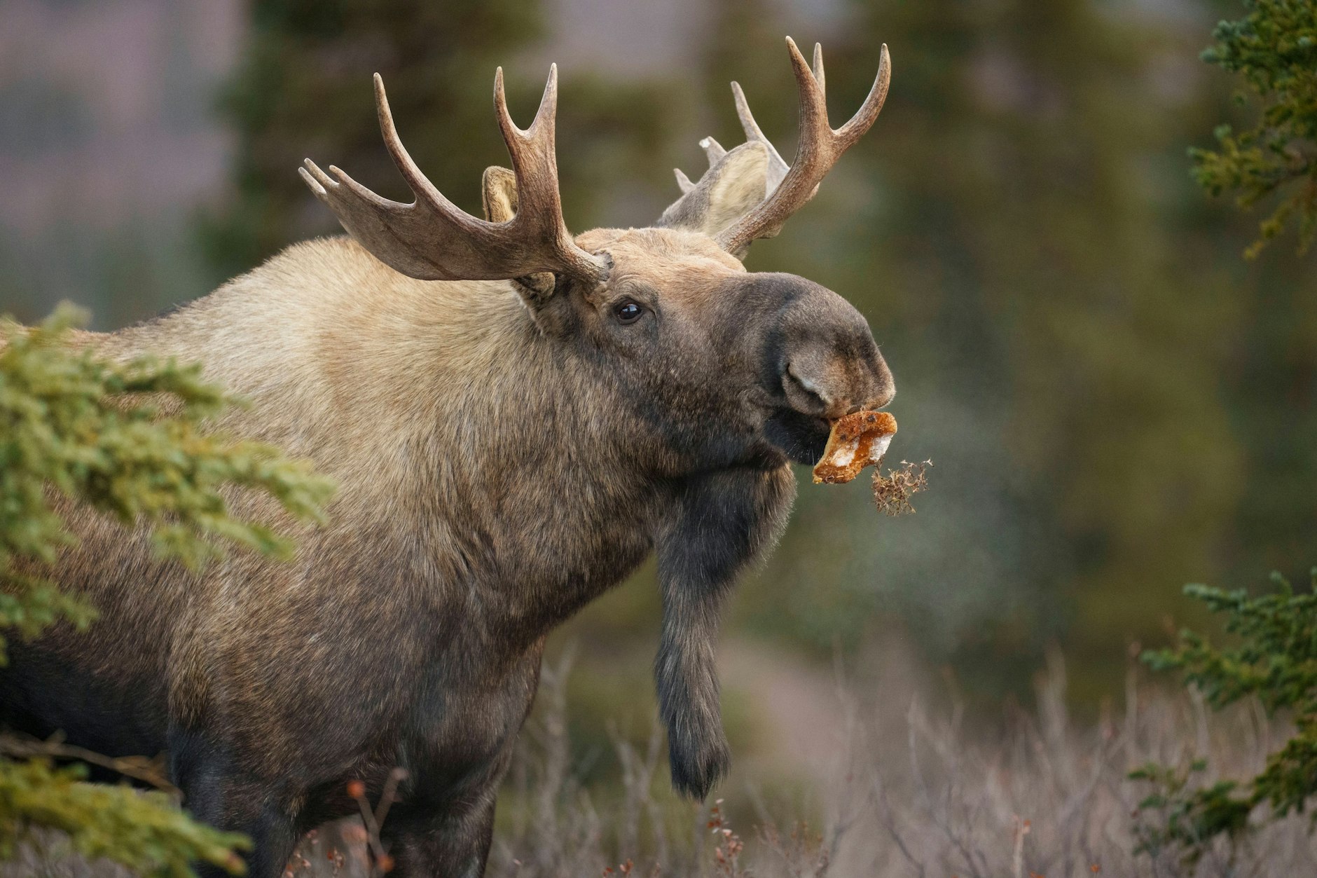 Brandenburg jagt einen ausgebüxten Elch-Bullen (Symbolfoto).