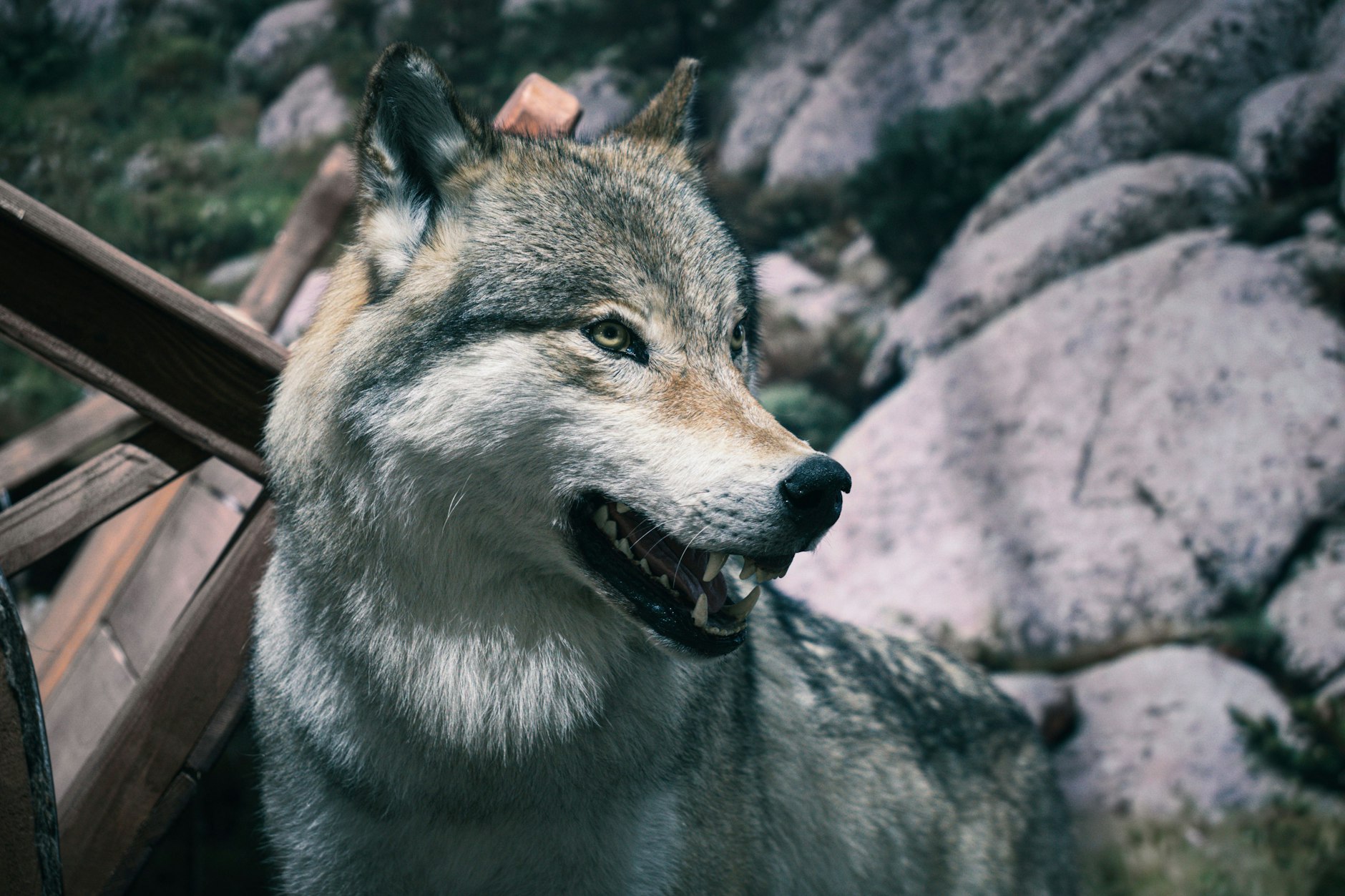 Ein aggressiver Wolf sorgt in Holland für Angst und Schrecken.