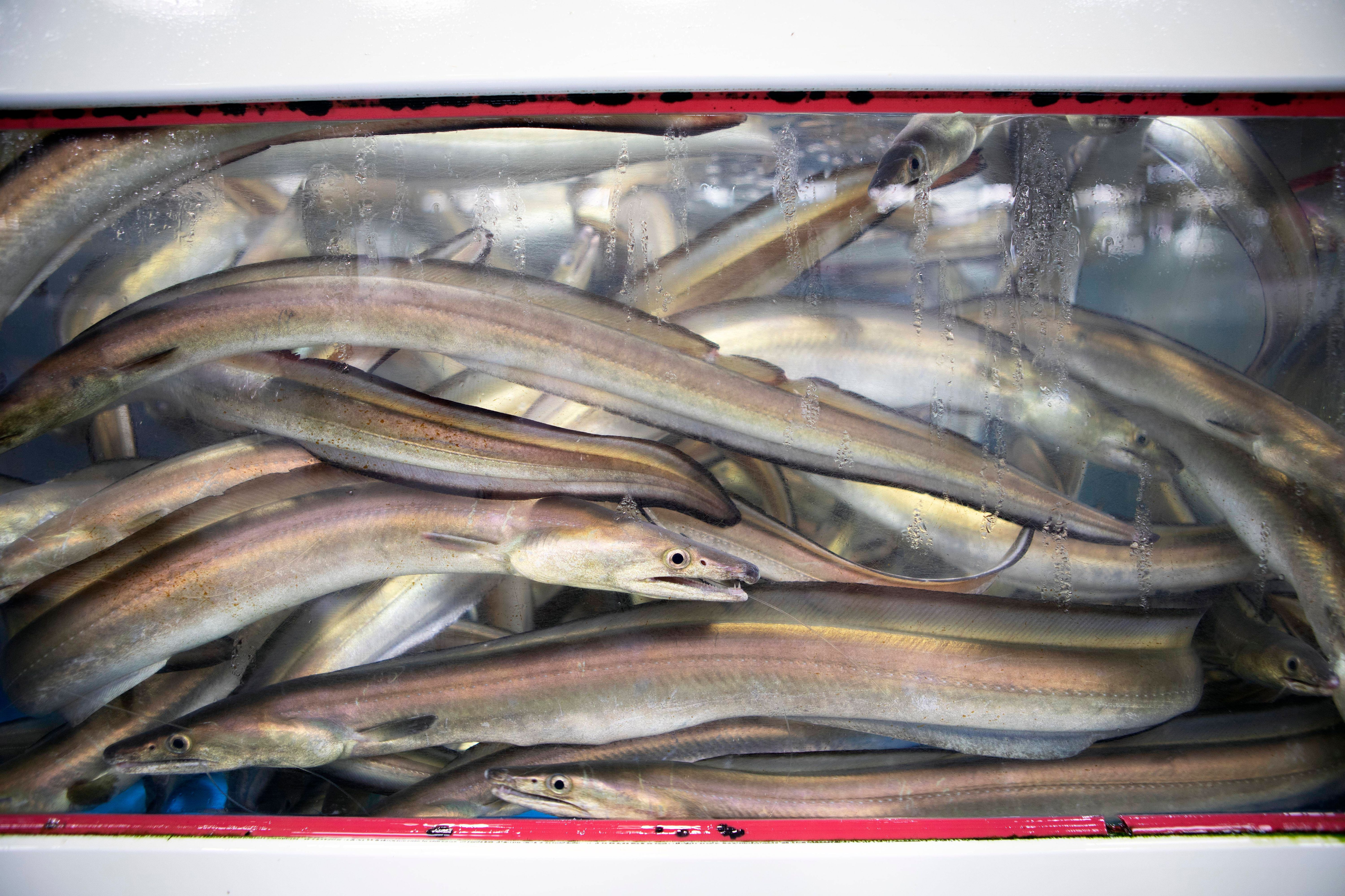 Image - Krasser Unfall: Sex-Spiel mit lebendem Aal – Mann beinahe gestorben!