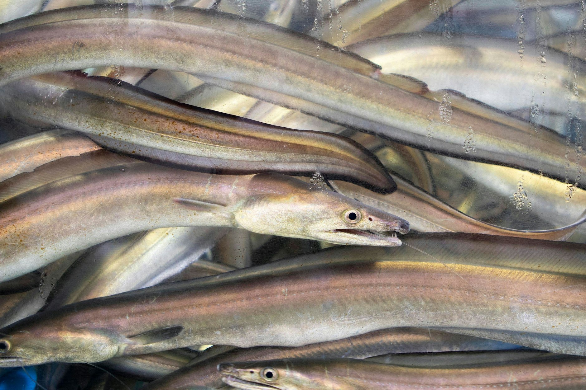 Aale gehören ins Meer oder auf den Teller - ein Mann in Vietnam hatte aber noch etwas anderes mit einem der Tiere vor.