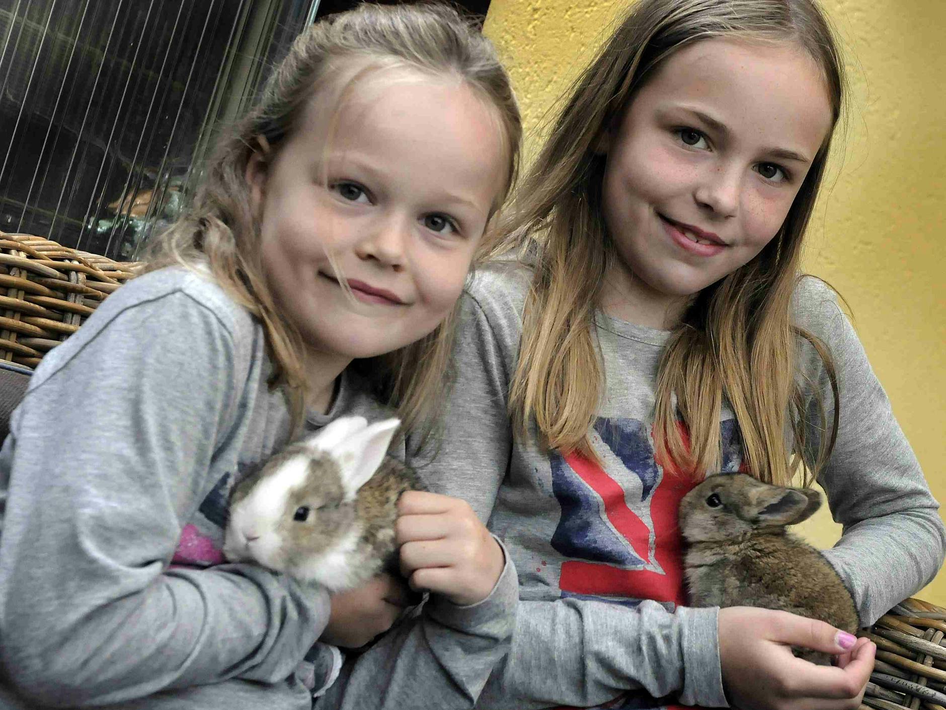 Viele Kinder wünschen sich sich ein Haustier. Wichtig: Zwergkaninchen sollten die alleine gehalten werden.