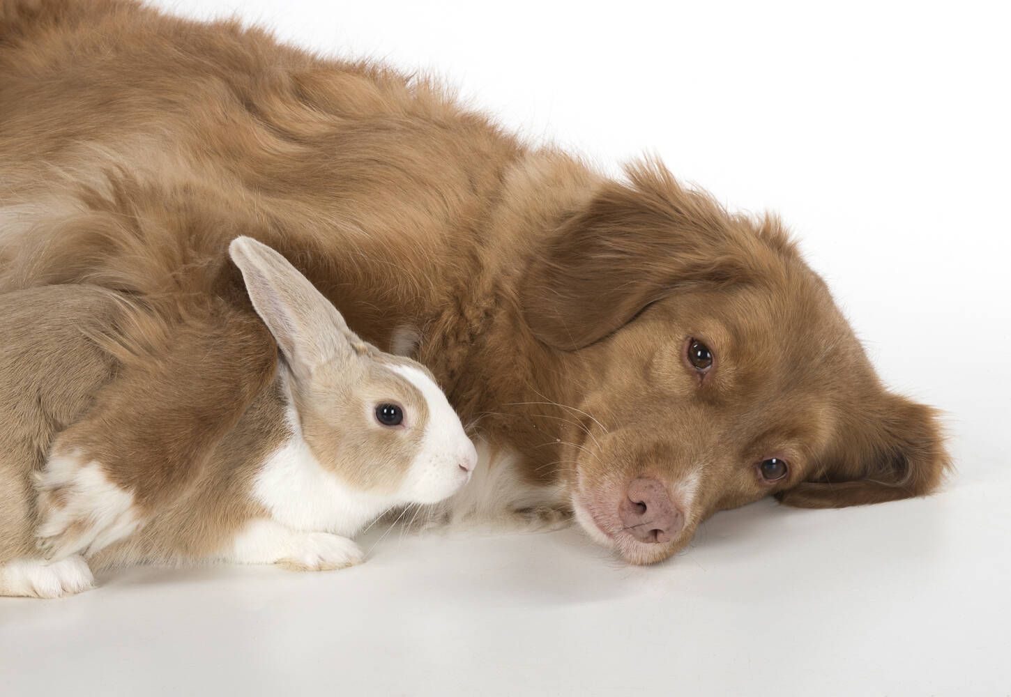 Berliner Tierärztin rechnet vor: So teuer wird ihr Haustier wirklich!