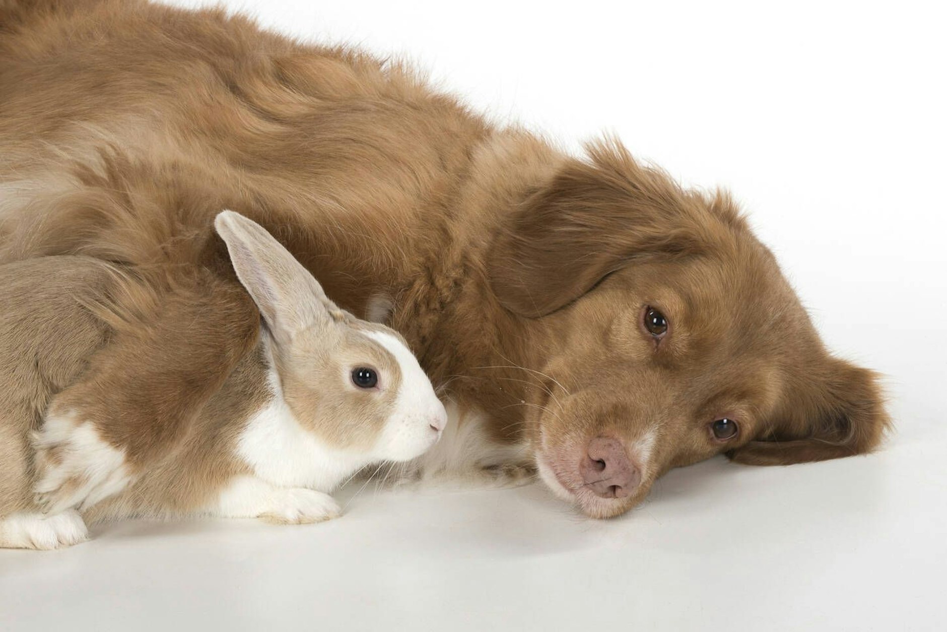 Ein Herz und eine Seele: Hund und Kaninchen können perfekt matchen.