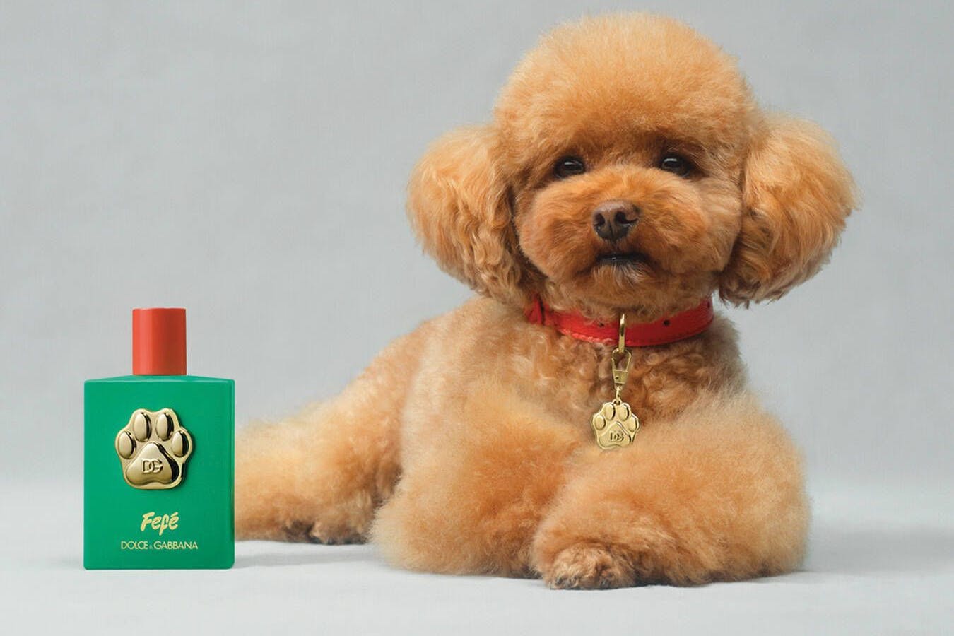 „Dolce&Gabbana“ hat das erste Parfüm für Hunde auf den Markt gebracht.