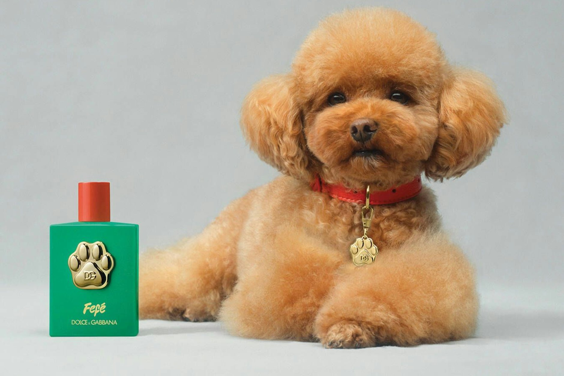 „Dolce&amp;Gabbana“ hat das erste Parfüm für Hunde auf den Markt gebracht.