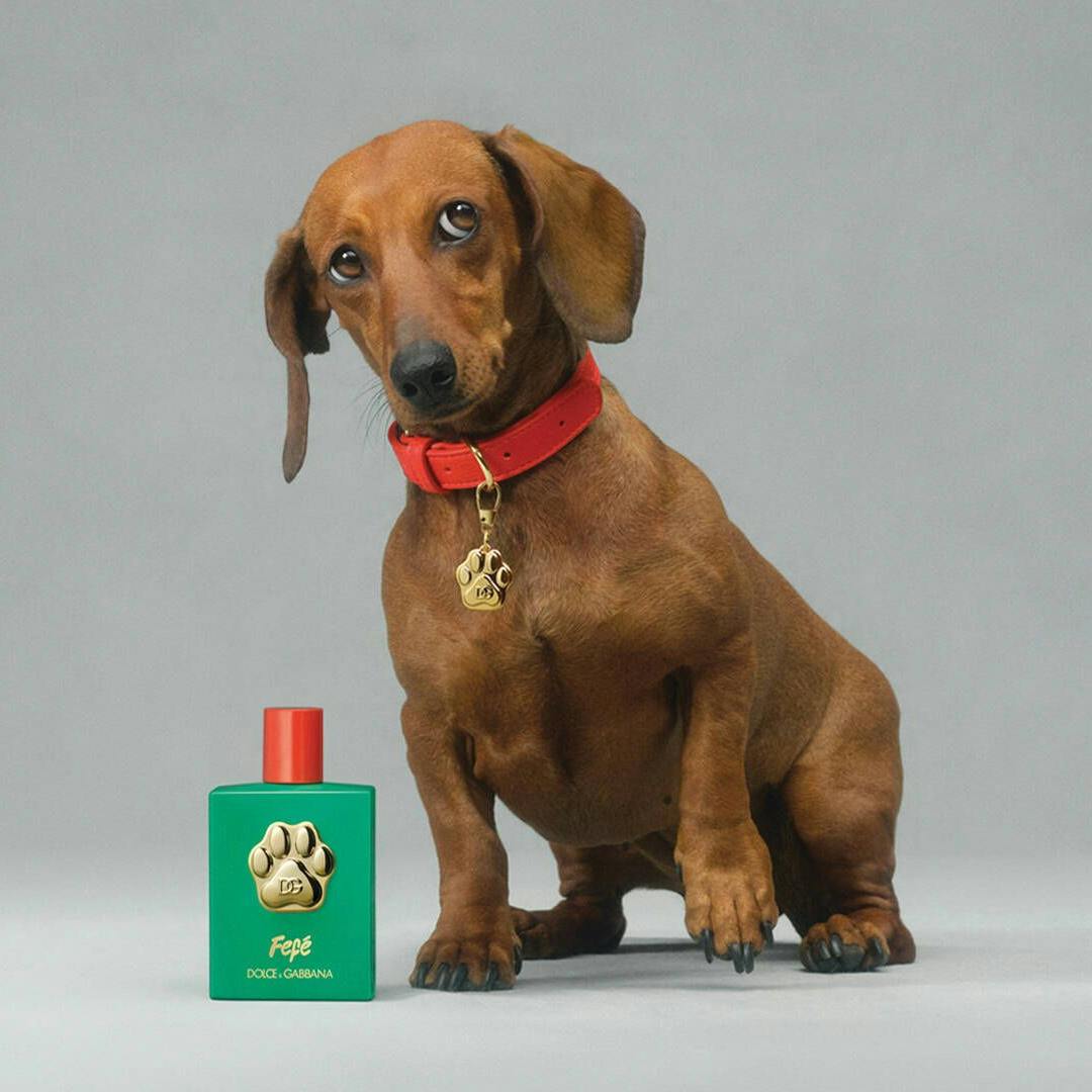 Ob Hunde vom Parfüm von „Dolce&Gabbana“ wohl wirklich angetan sind?