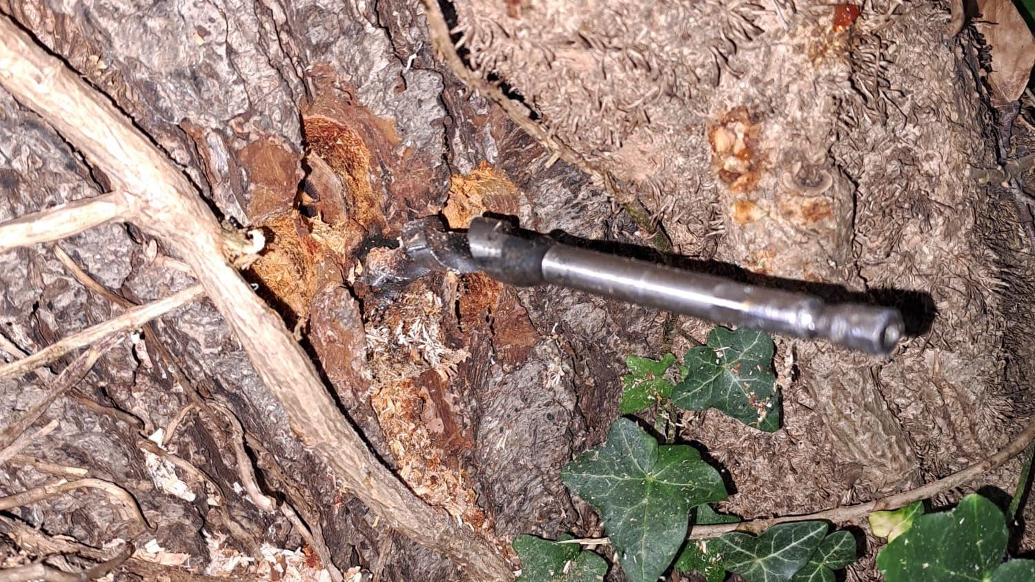 Die Täter bohrten Löcher in die Bäume auf der Badewiese in Gatow. In einem Stamm blieb dieser Bohrer stecken.