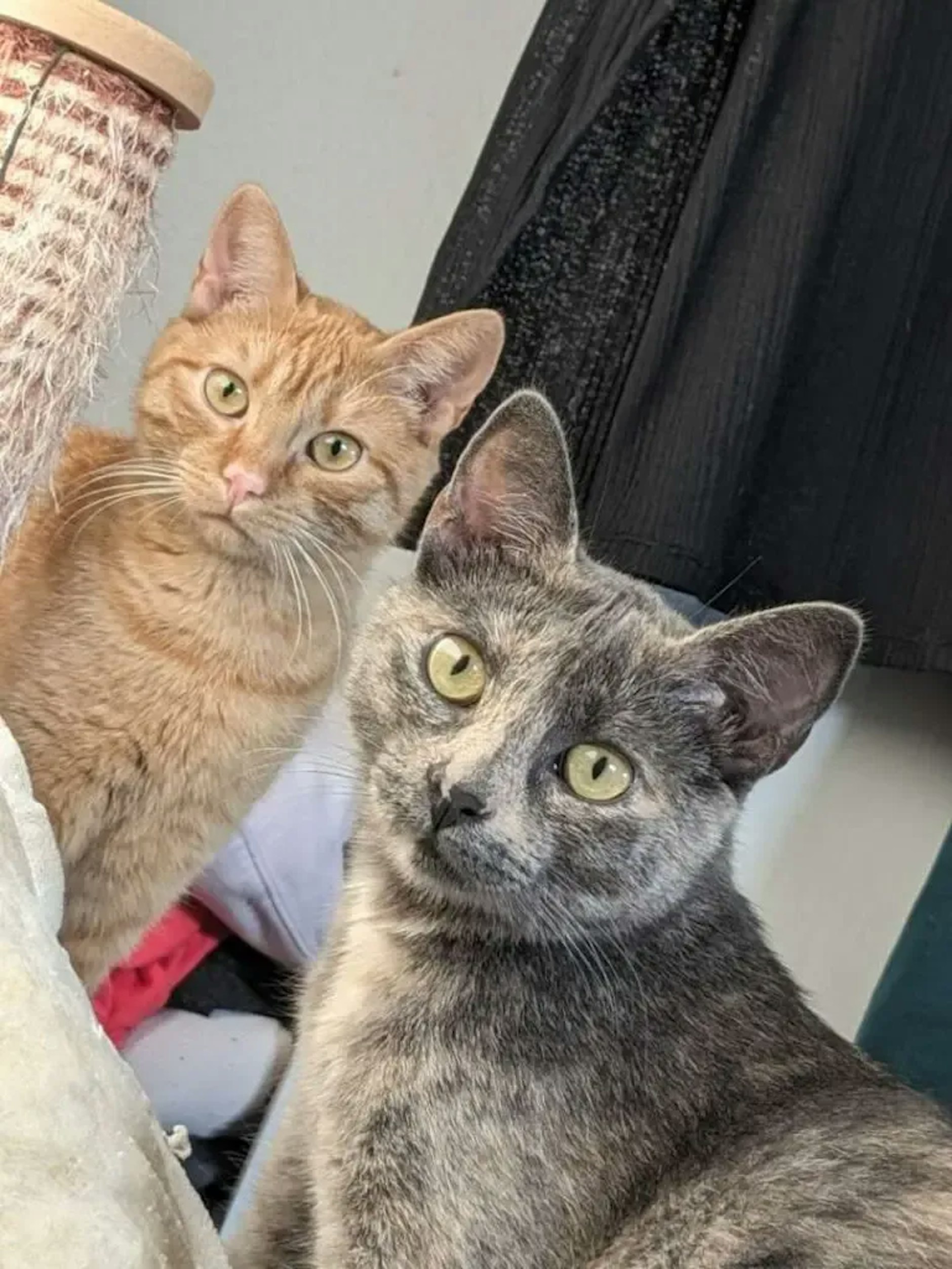 Kontakt zu Missy und Lola gibt es über praxis@tierschutz-berlin.de oder Tel. 030/76888-159.