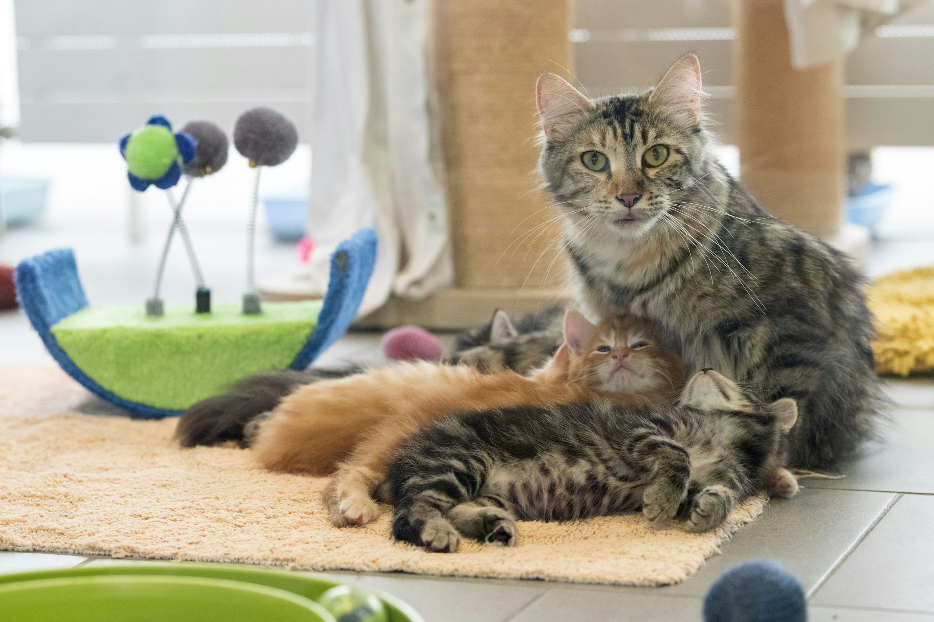 Diese Katze hat im Tierheim Berlin gerade Junge bekommen.
