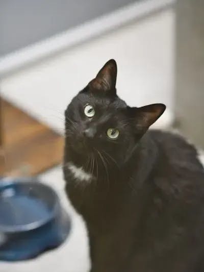 Wenn einen Platz für Jasashi hat, meldet sich bitte bei seinen Tierpflegern im Samtpfötchenhaus unter Tel. 030/76888-121.