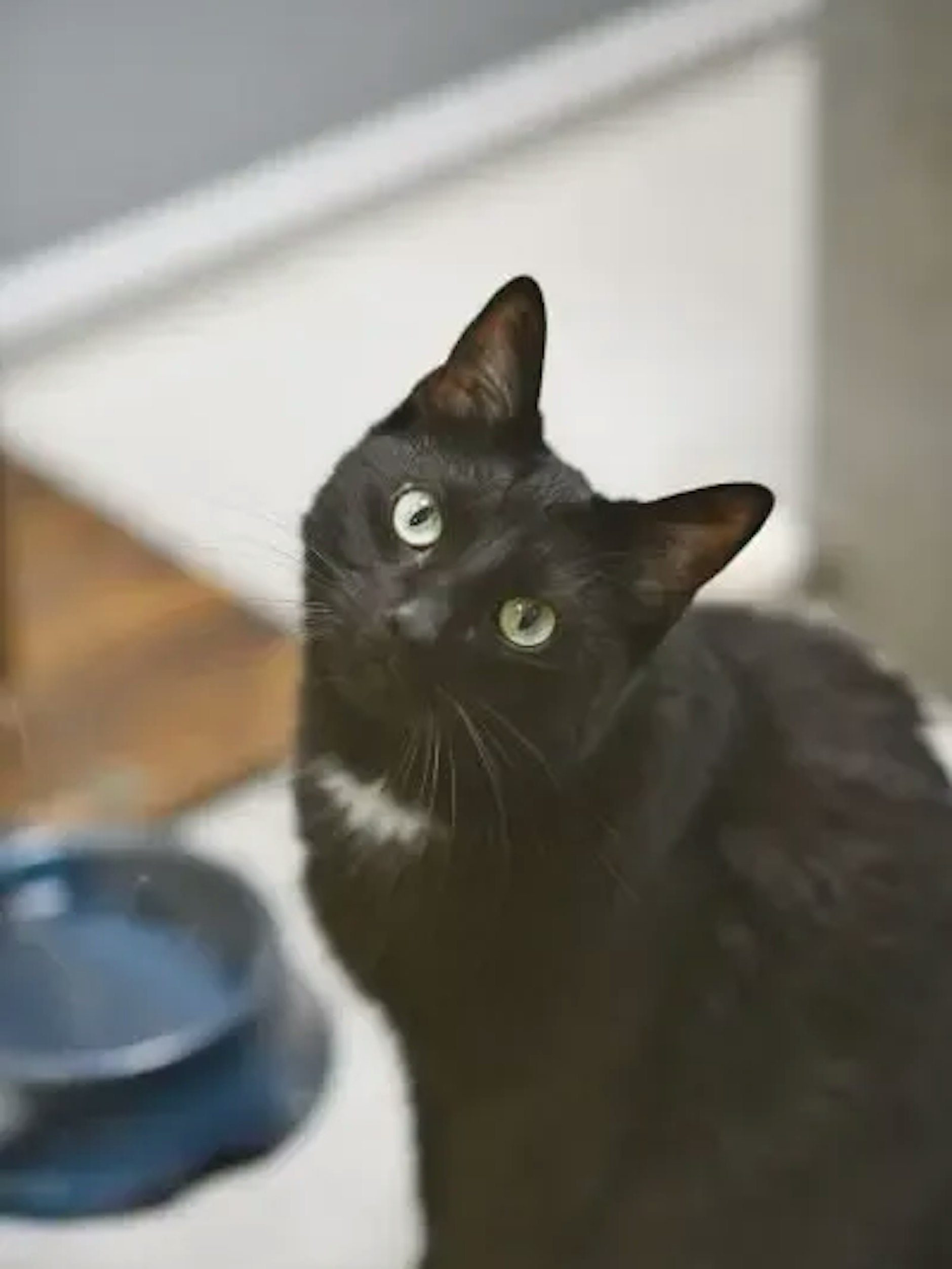 Wenn einen Platz für Jasashi hat, meldet sich bitte bei seinen Tierpflegern im Samtpfötchenhaus unter Tel. 030/76888-121.