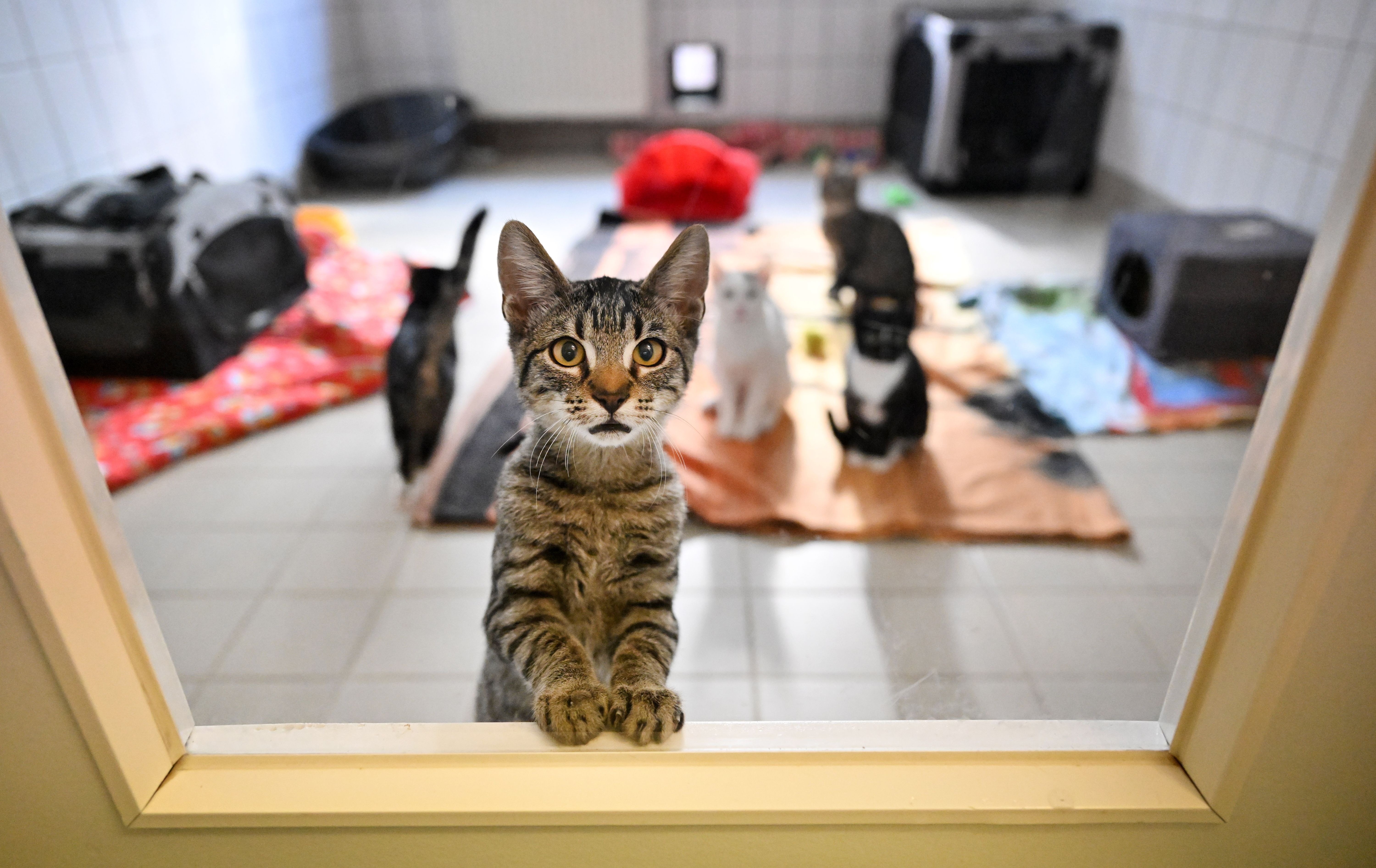 Herzlos-Berliner: Vorm Urlaub werden Hund und Katze ins Tierheim abgeschoben