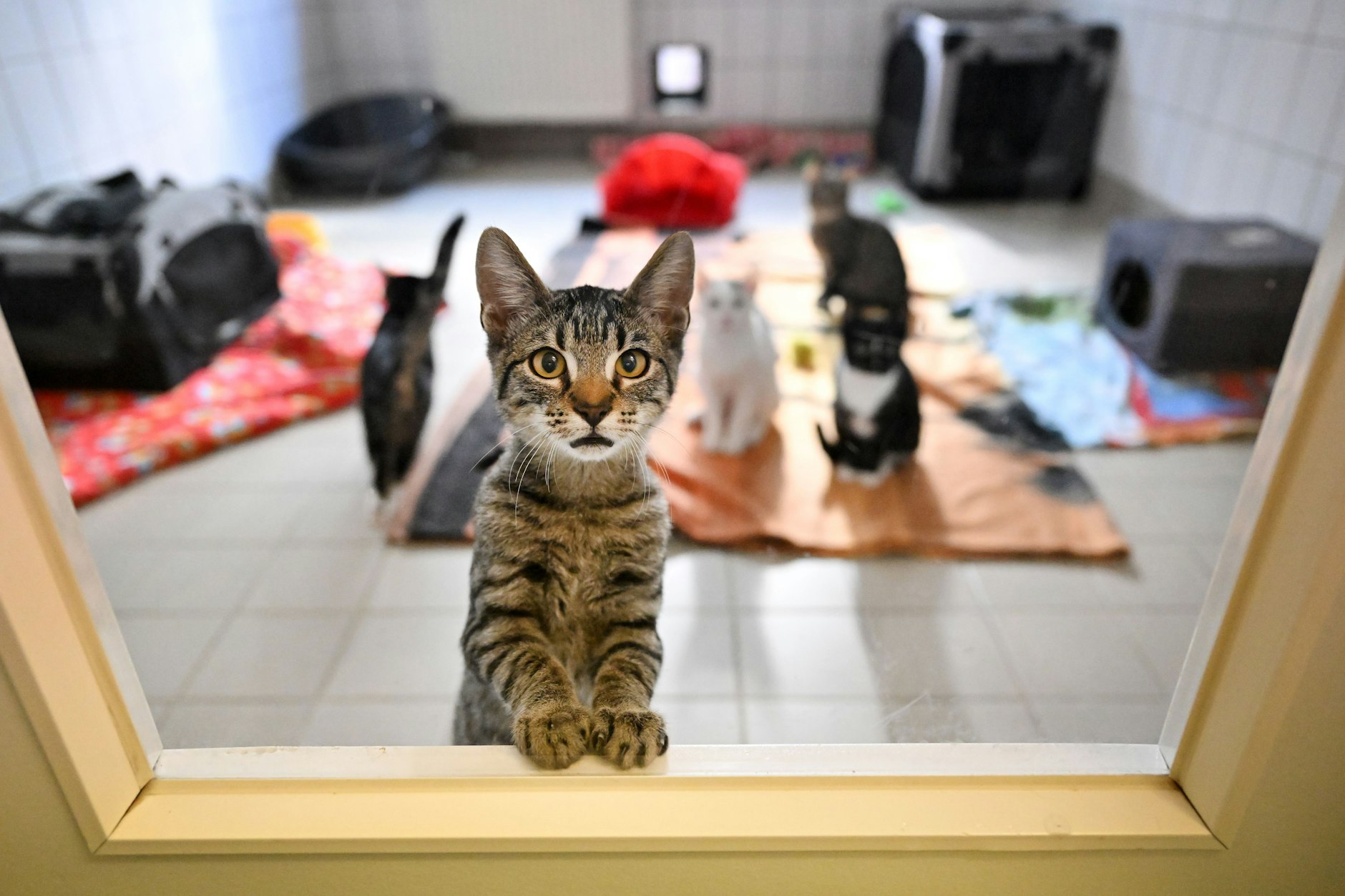 Herzlos: Vor Beginn des Sommerurlaubs werden viele Tiere in die Tierheime abgeschoben.
