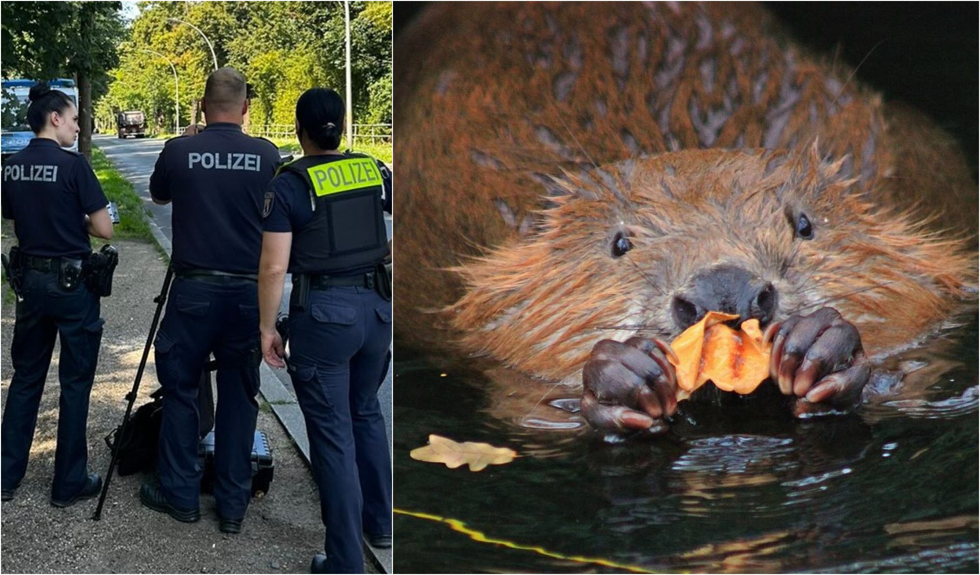 Berliner Polizei kassiert Raser für Biber ab: „Wollen auch sicher leben!“