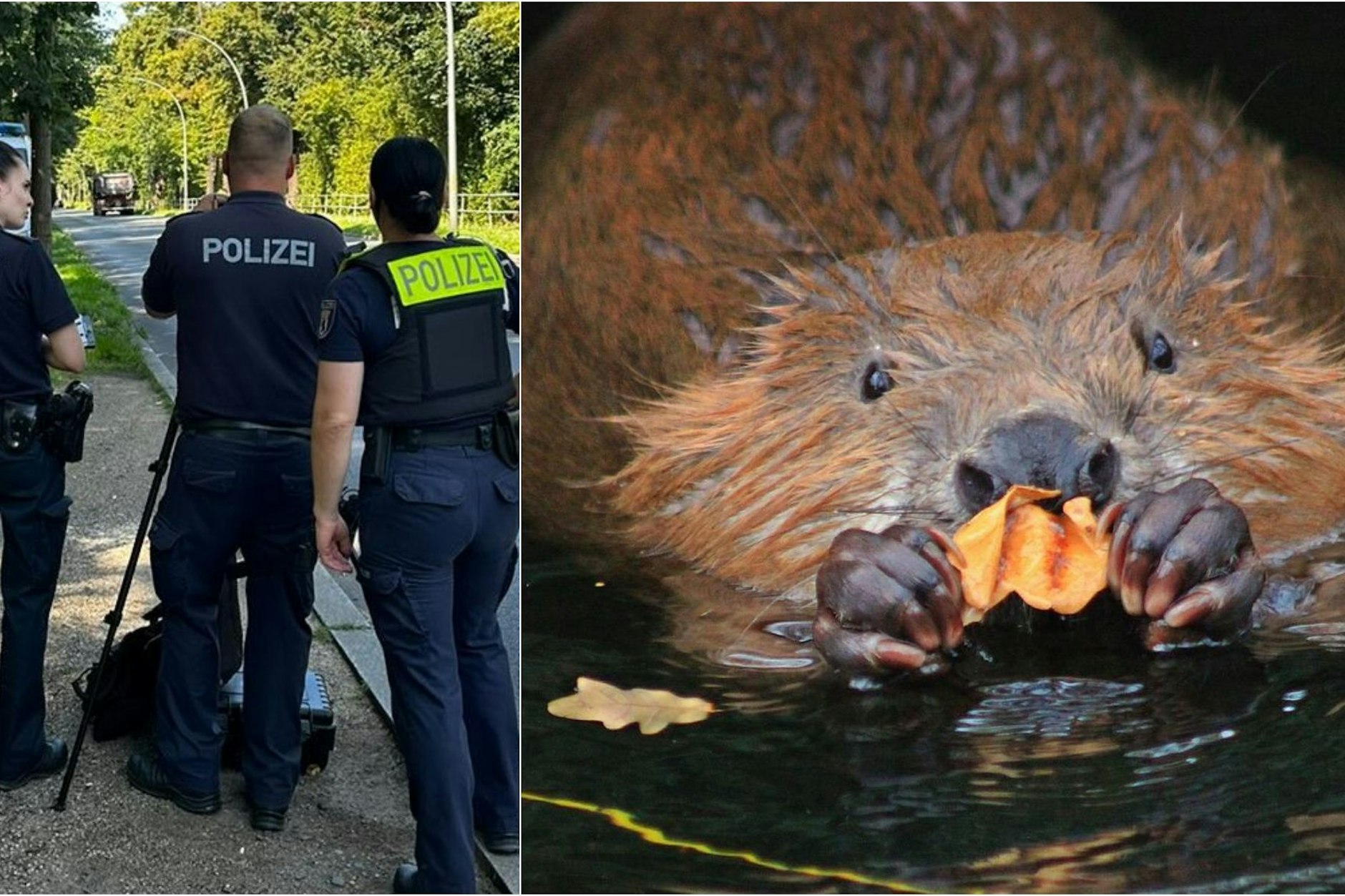 Knuffige Baumfäller in Gefahr: Ein Berliner Biber bei der Arbeit. Am Saatwinkler Damm sind die niedlichen Nager auf die Einhaltung der Tempo-30-Zone angewiesen, um sicher zu bleiben. Die Berliner Polizei beim Einsatz!
