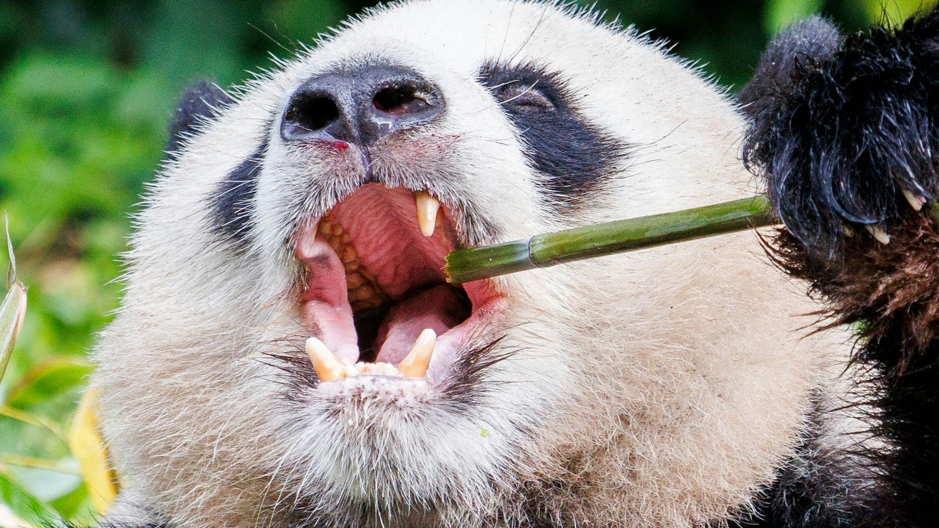 Die Patenschaft gilt auch für Panda-Männchen Jiao Qing aus dem Zoo Berlin. Mit dem Geld kann man unter anderem viel Bambus kaufen. Denn der China-Bär frisst ihn gerne, wie man hier sieht.