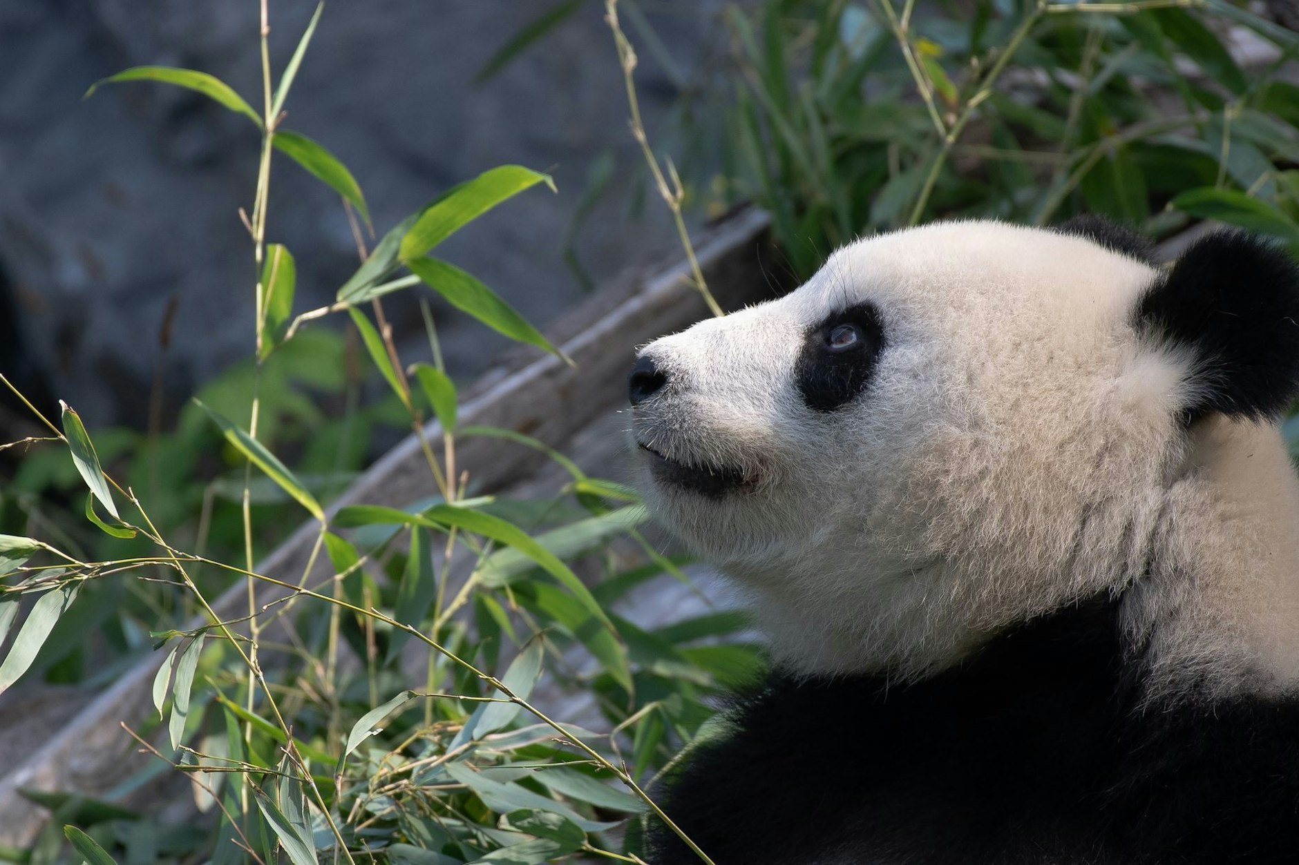 Mit 180 Euro kann man jetzt Panda-Dame Meng Meng aus dem Berliner Zoo bekommen – in Form einer Patenschaft.
