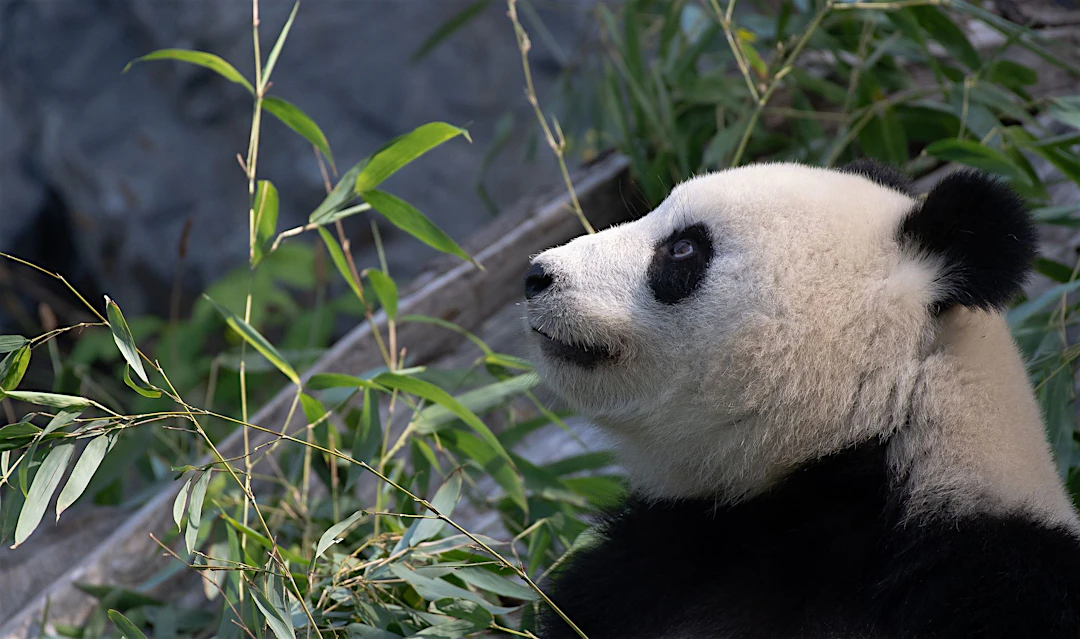 Sie Wollen Einen Panda Haben F r 180 Euro Bekommt Man Ihn Beim sie-wollen-einen-panda-haben-f-r-180-euro-bekommt-man-ihn-beim